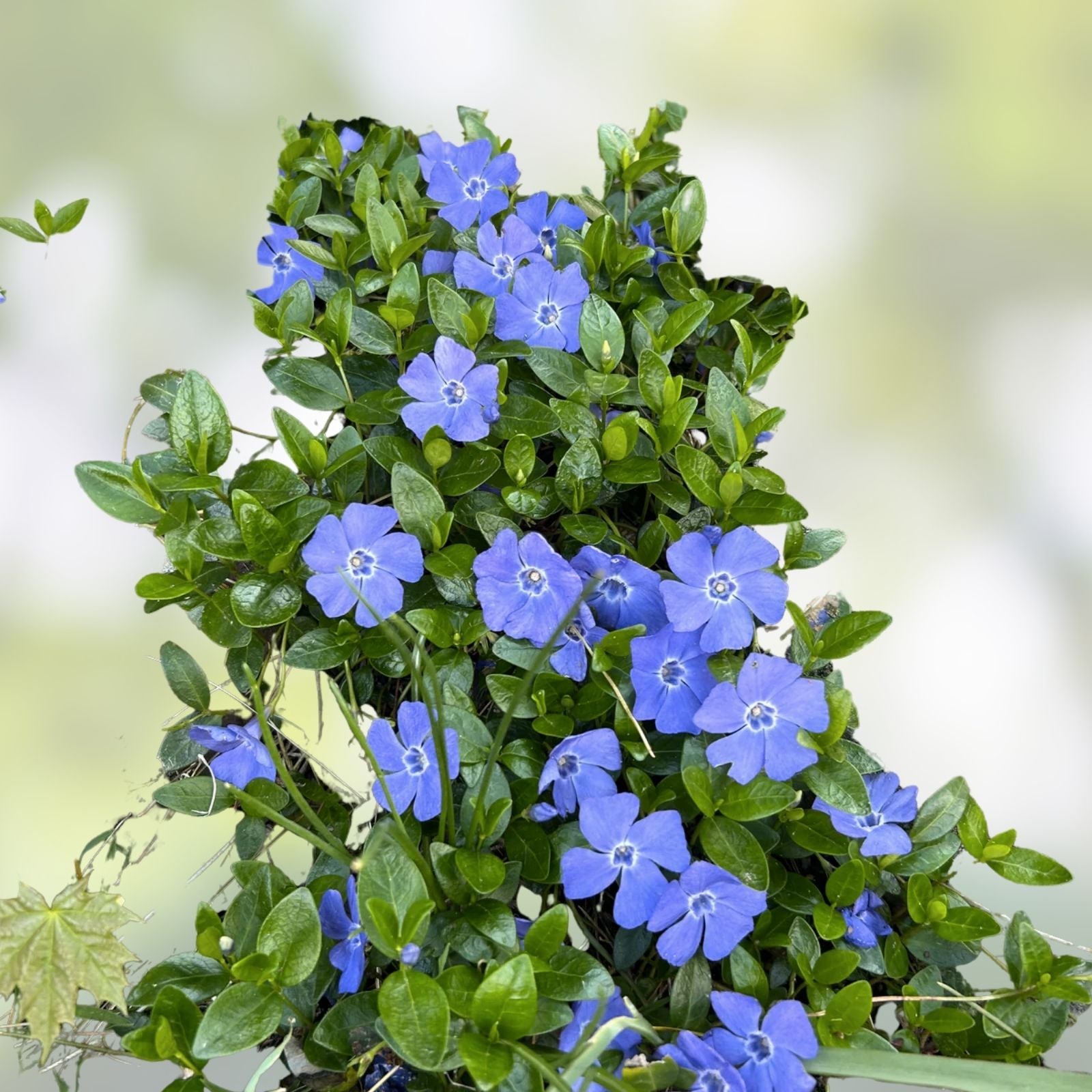Vinca Vine Rooted Cuttings - 10 Perennial Evergreen Plants - Creeping Myrtle, Periwinkle Ground Cover
