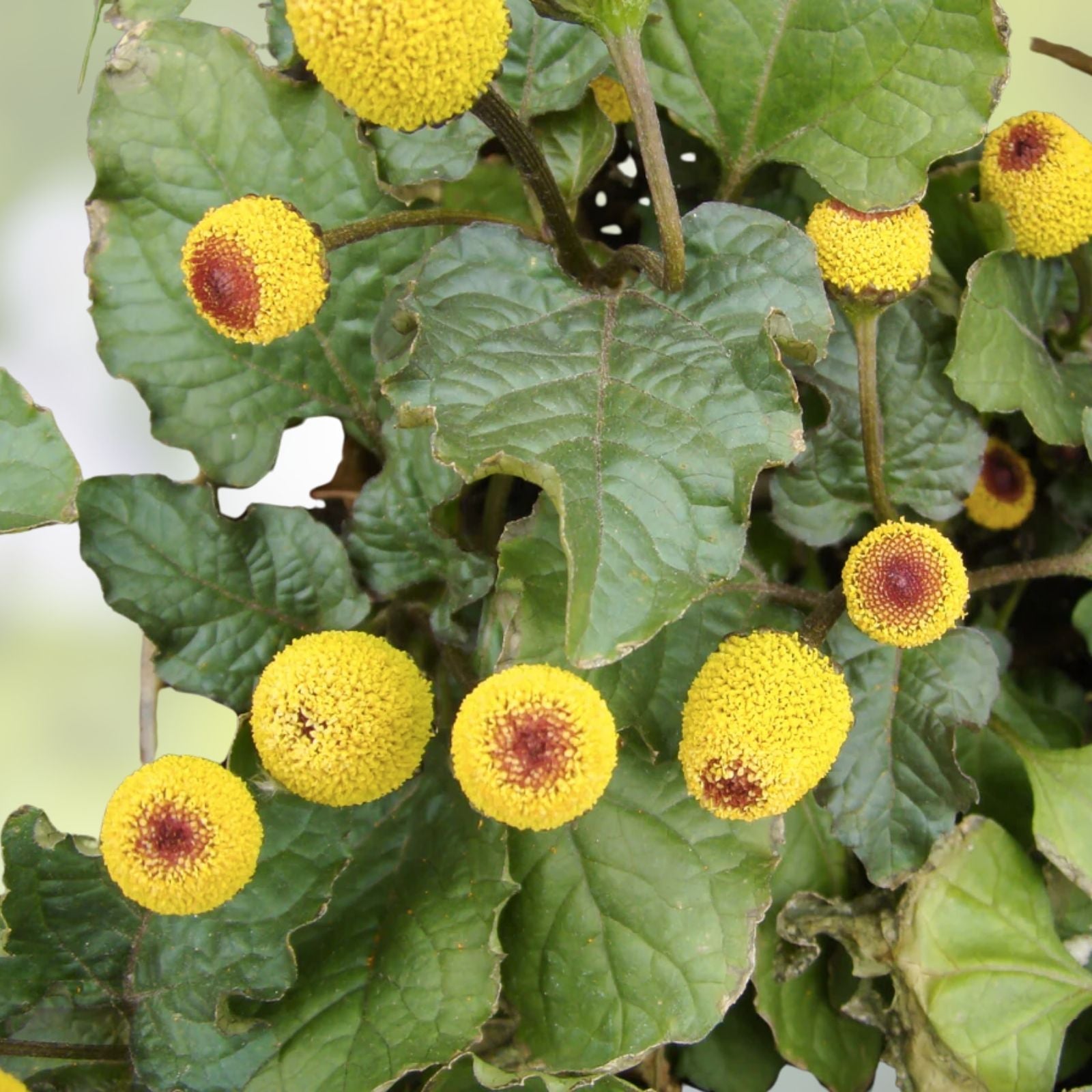 Toothache Plant Seeds - 150+ Buzz Button Seeds - Acmella oleracea - Exotic Herbal Garden Seeds for Culinary and Medicinal Use