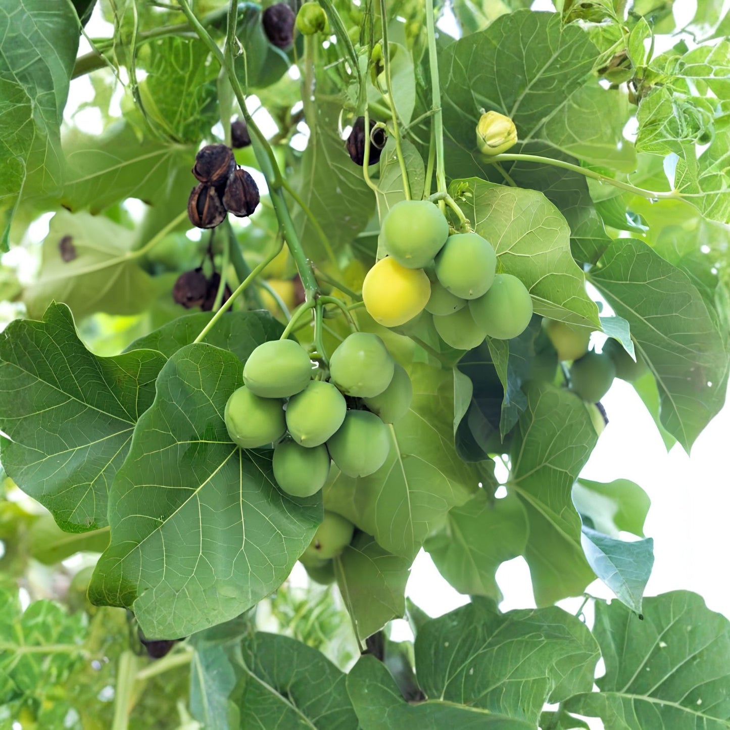 Barbados Nut Tree Seeds 10 Pack - Physic Nut, Jatropha curcas - Gardening and Planting Supplies