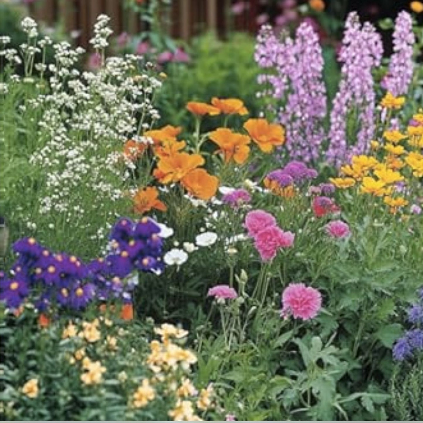 Aromatic Mix Seeds - 15+ Highly Fragrant Varieties - Fast Growing 300+ Seeds - Perfect for Gardens and Landscaping