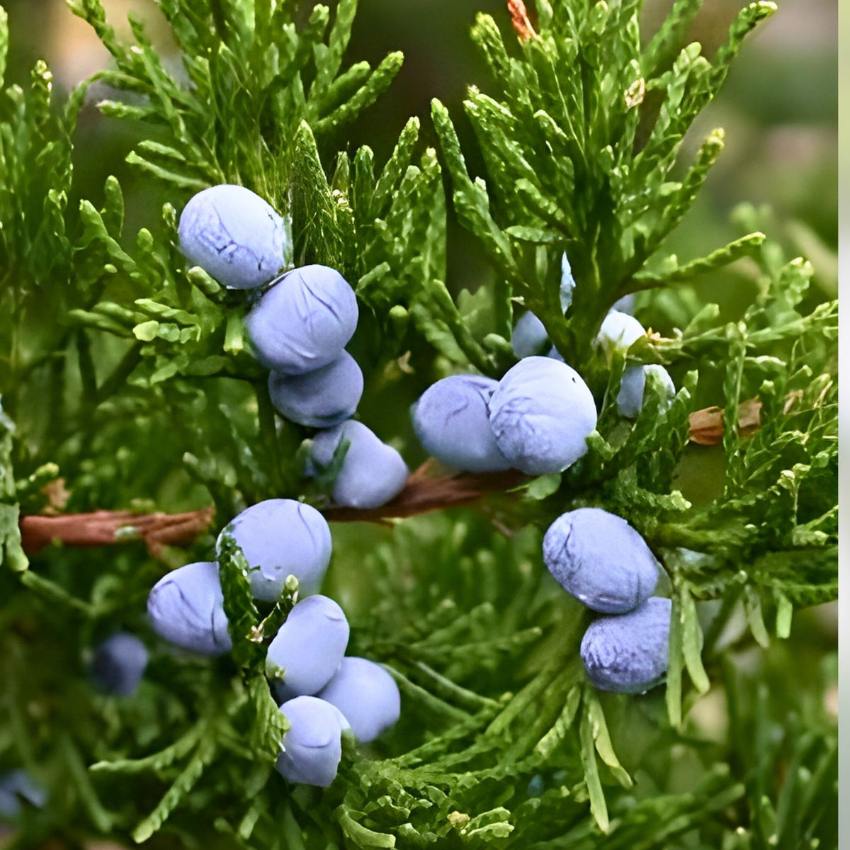 Live Rooted Eastern Red Cedar Trees 5 Pack - Juniperus Virginiana Native Southern Alabama Variety