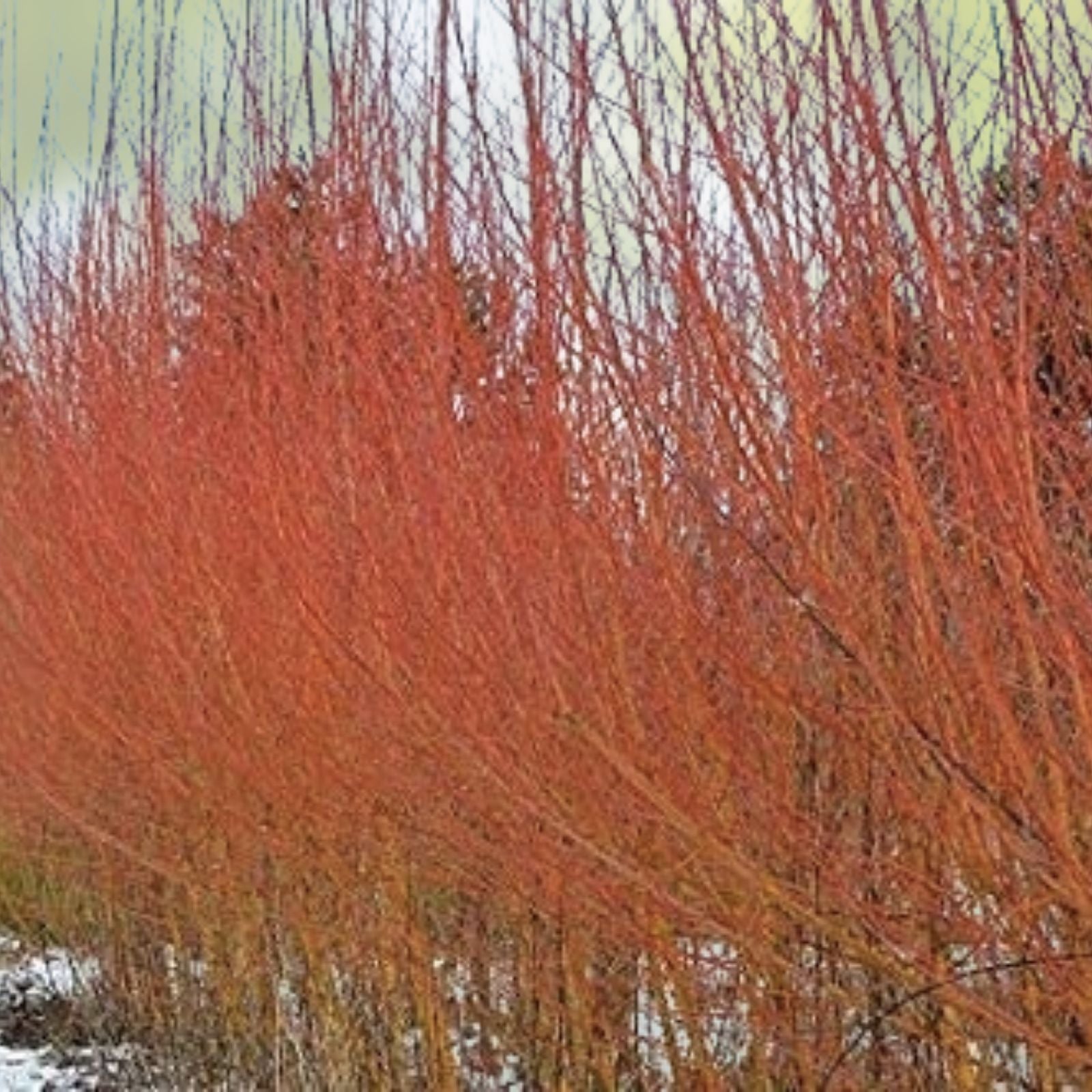 Flame Willow Tree - Rare Variety with Vibrant Orange and Red Bark - Salix purpurea - Ornamental Tree for Landscaping