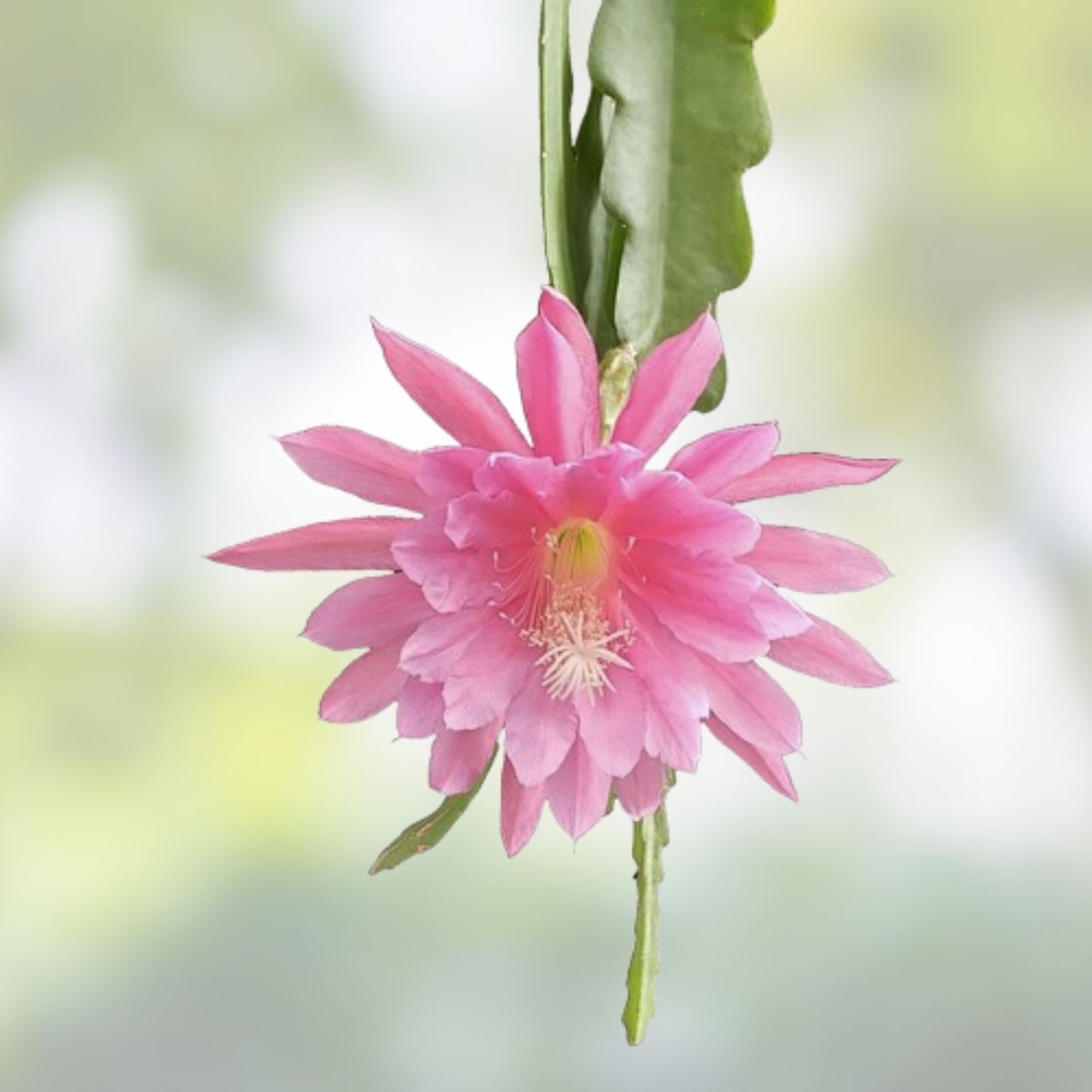 Epiphyllum Cuttings Loose Unrooted Bertha T, Variety Cacti and Succulent Plants 8-10 Inches Long