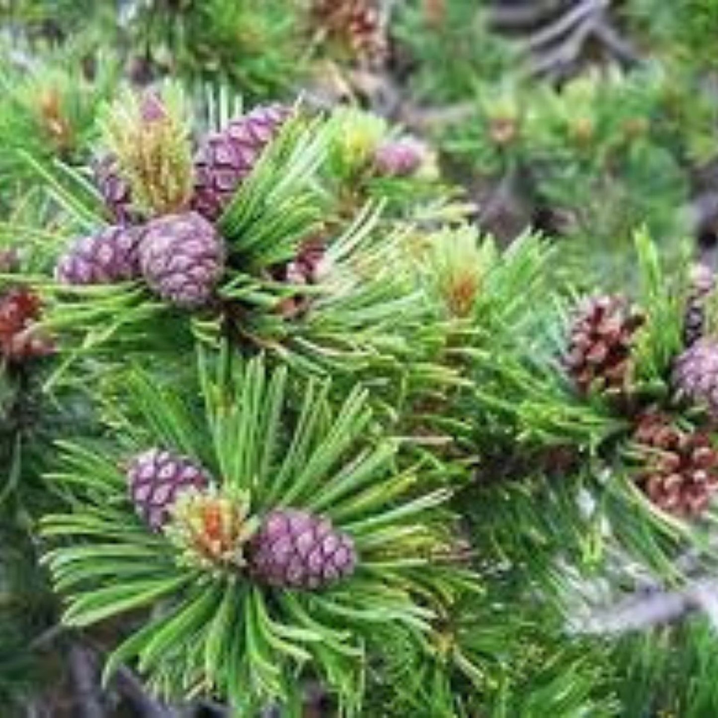 Dwarf Mugo Pine Tree Seeds 30 Count, Pinus mugo pumilio, Evergreen Conifer Seeds for Gardening and Landscaping
