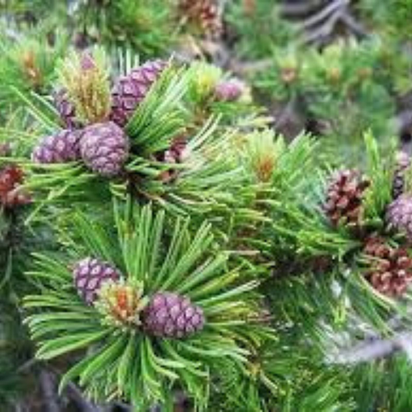 Dwarf Mugo Pine Tree Seeds 30 Count, Pinus mugo pumilio, Evergreen Conifer Seeds for Gardening and Landscaping