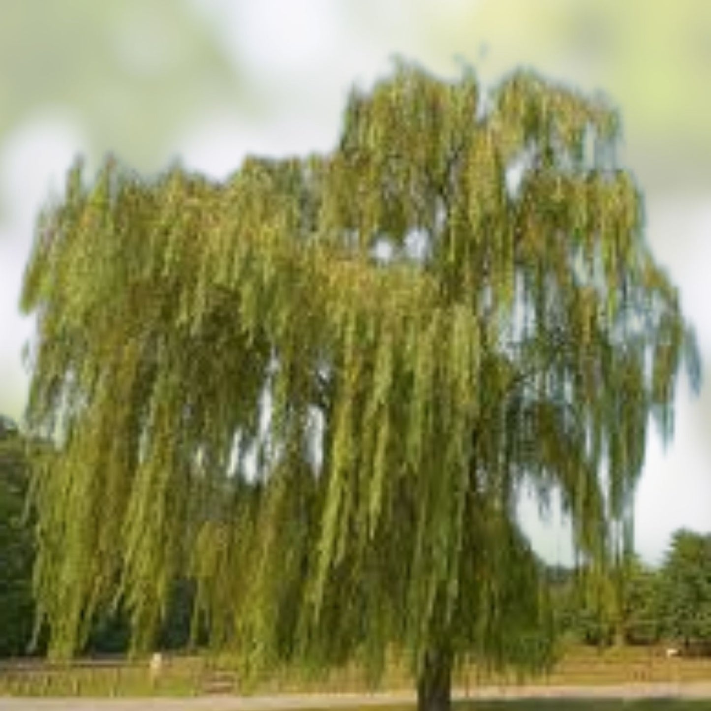 Weeping Willow Cuttings 10 Unrooted for Water Gardens Salix babylonica