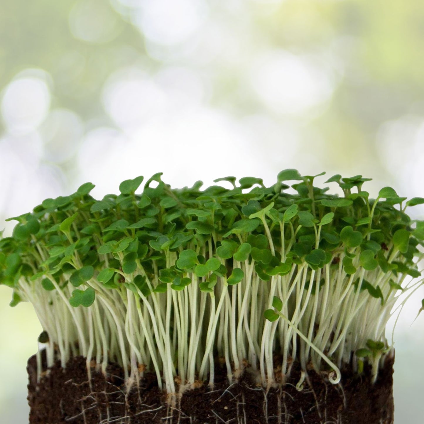 Arugula Microgreens Seeds 8 oz Non-GMO Sprouting Seeds for Home Gardening Eruca sativa