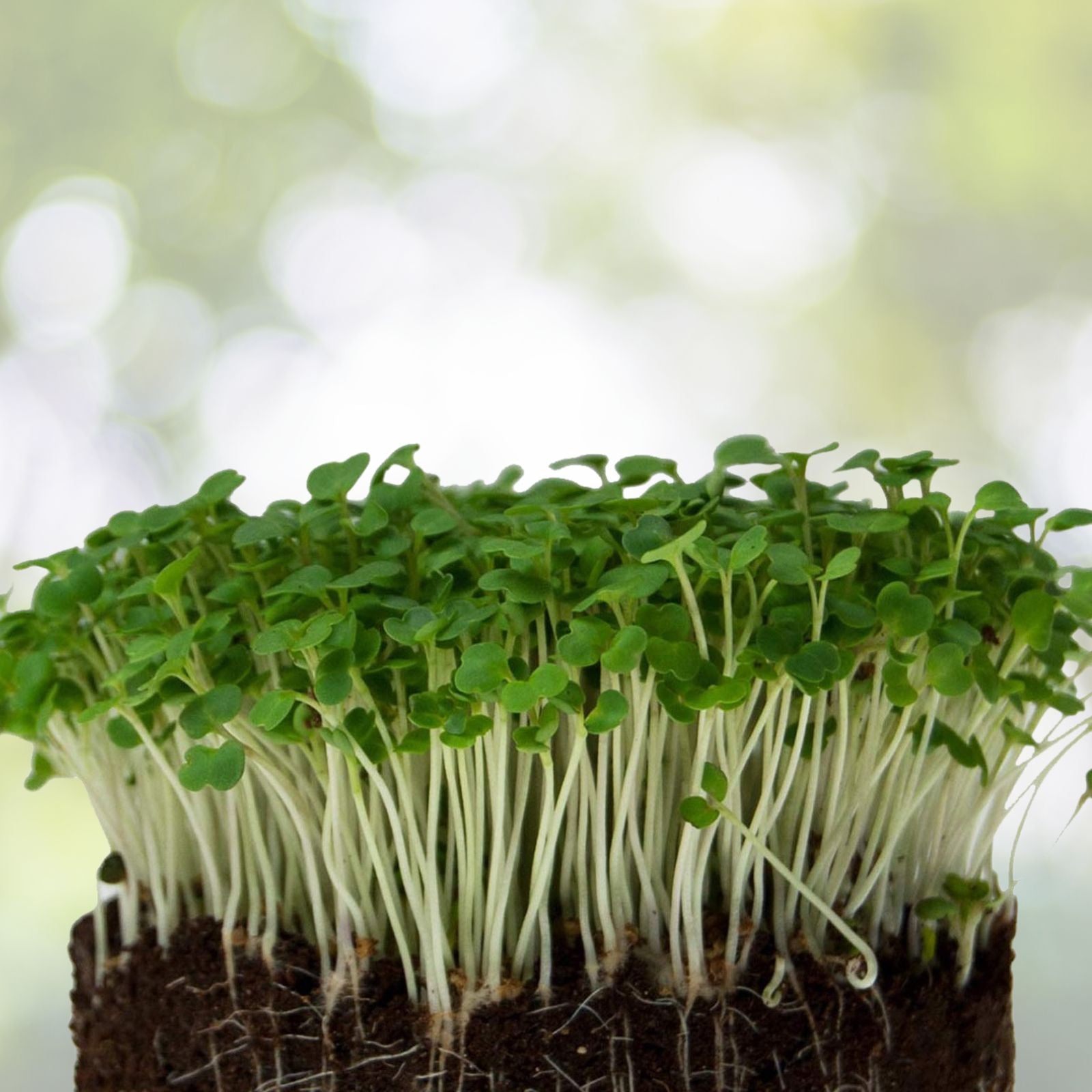 Arugula Microgreens Seeds 8 oz Non-GMO Sprouting Seeds for Home Gardening Eruca sativa