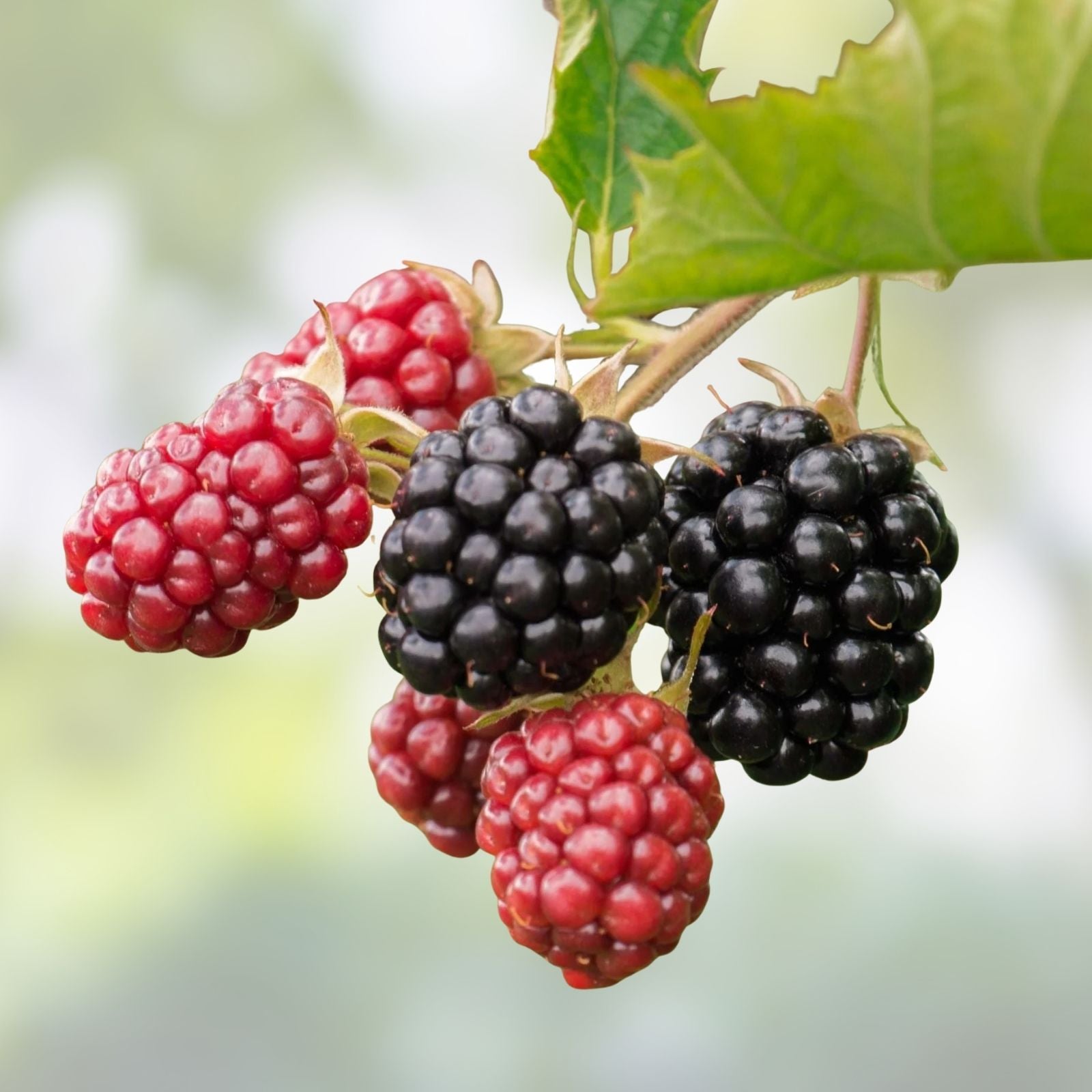 Thornless Blackberry Bush Rooted Cutting 4 Inches – Rubus fruticosus Hybrid, Fresh Healthy Plant for Home Garden