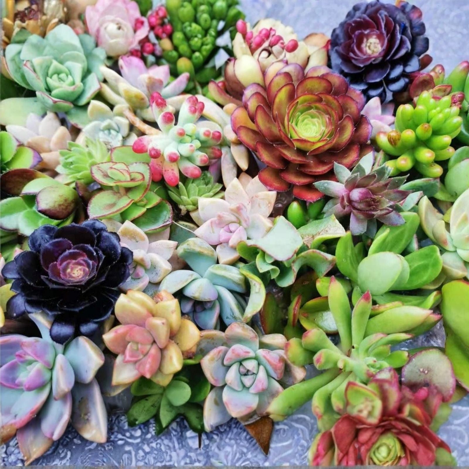 Fresh Succulent Cuttings Assortment of 6 Unique Varieties with Bonus for DIY Arrangements - Plant Lovers Gift