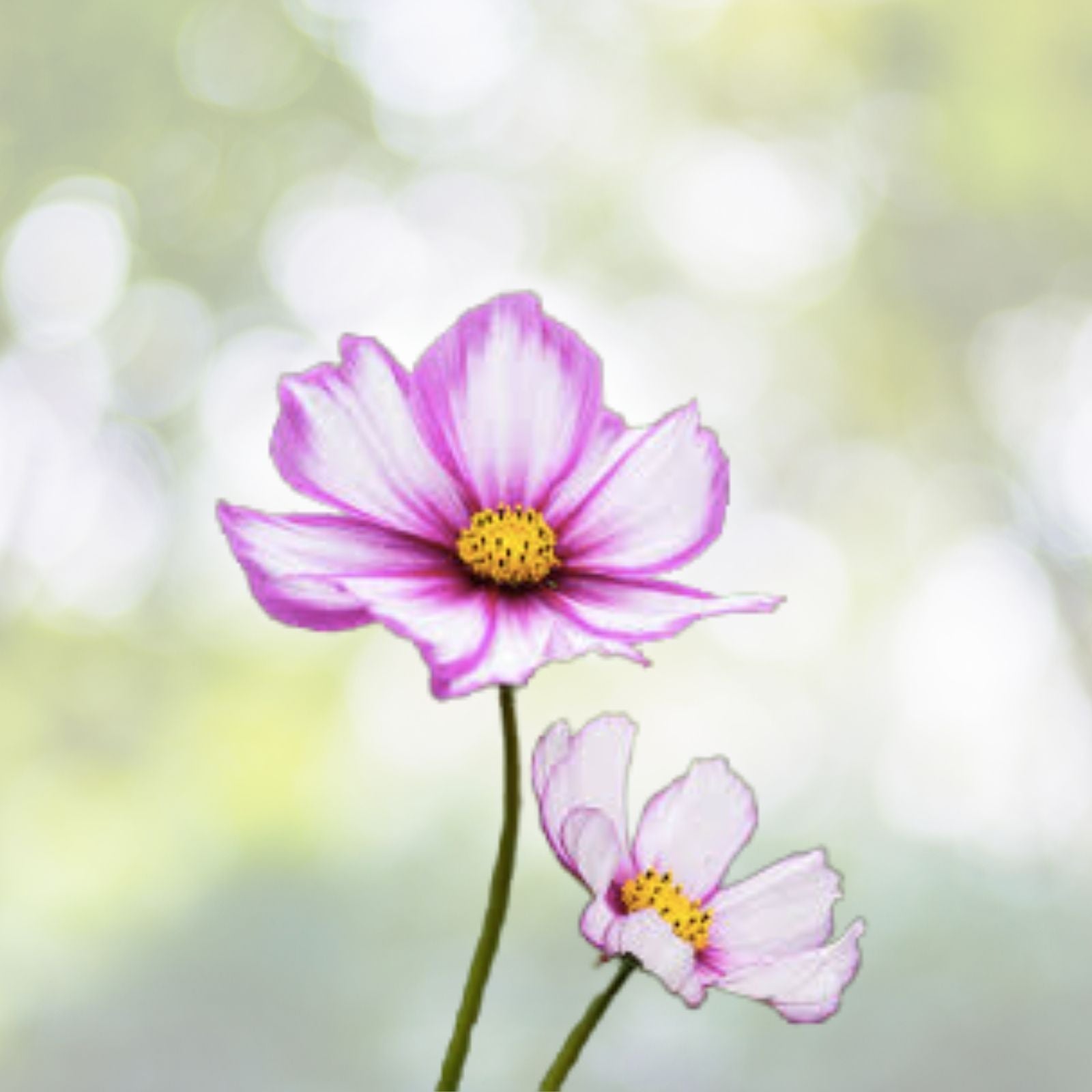 Cosmos Seeds - Candy Stripe Variety, 50+ Seeds, Cosmos bipinnatus, Easy to Grow, Vibrant Flowers, Free US Shipping