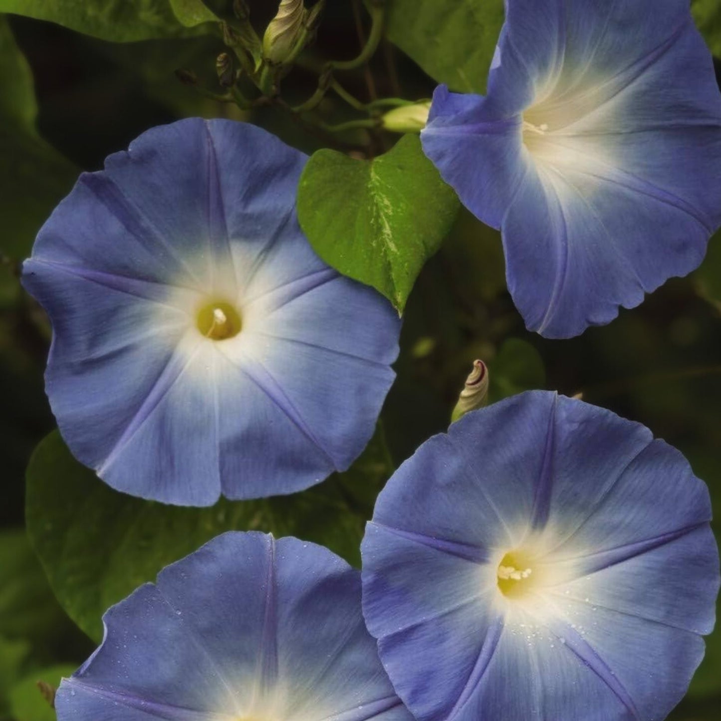 Heavenly Blue Morning Glory Seeds - 50 Organic Ipomoea tricolor Flower Seeds for Garden, USA Grown, Free Shipping