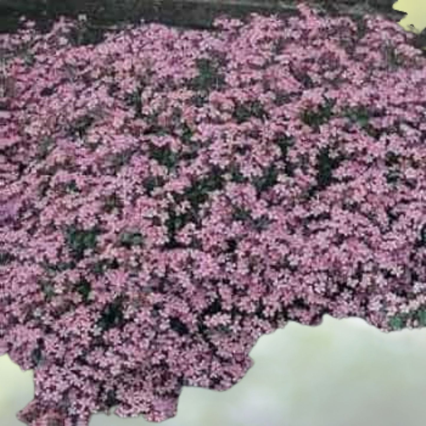 Pink Rock Soapwort Flower Seeds - 1,000 Count - Saponaria Ocymoides - Natural Soap Alternative
