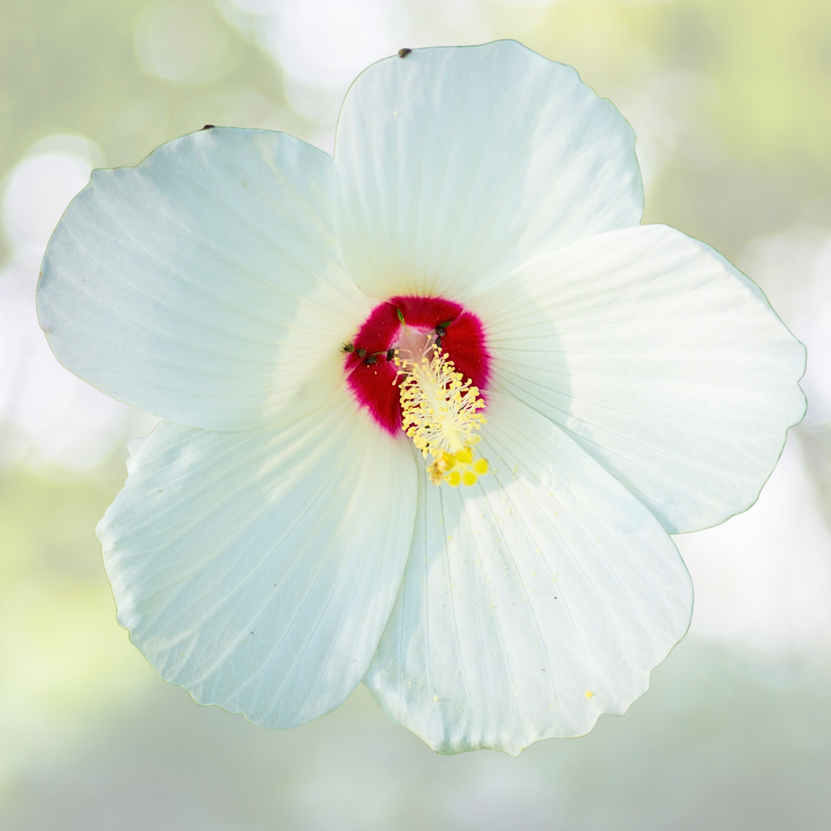Hardy Hibiscus Starter Plant - Approx 5-7 Inch - Hibiscus Moscheutos - Perennial Flowering Plant