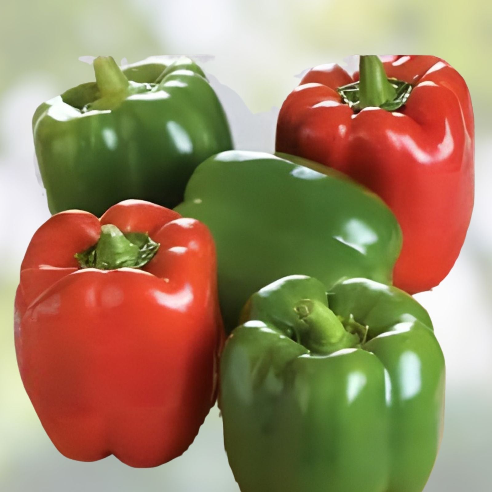 Sweet Pepper Seeds 50+ Count Emerald Giant Capsicum Annuum Non-GMO Heirloom Vegetable Seeds for Home Garden