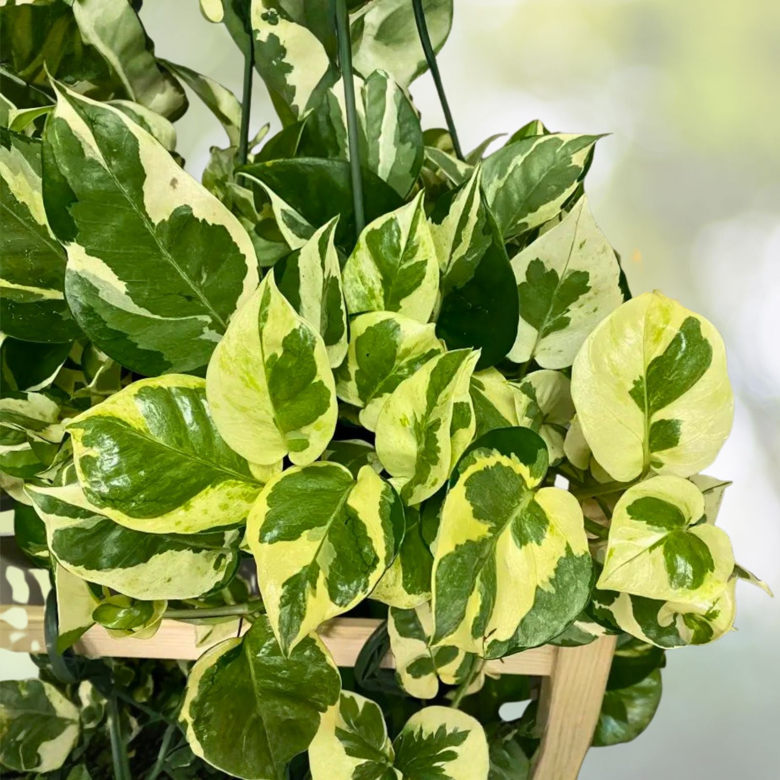Pathos Cuttings - Marble, Golden, N'Joy - No Roots - Epipremnum aureum