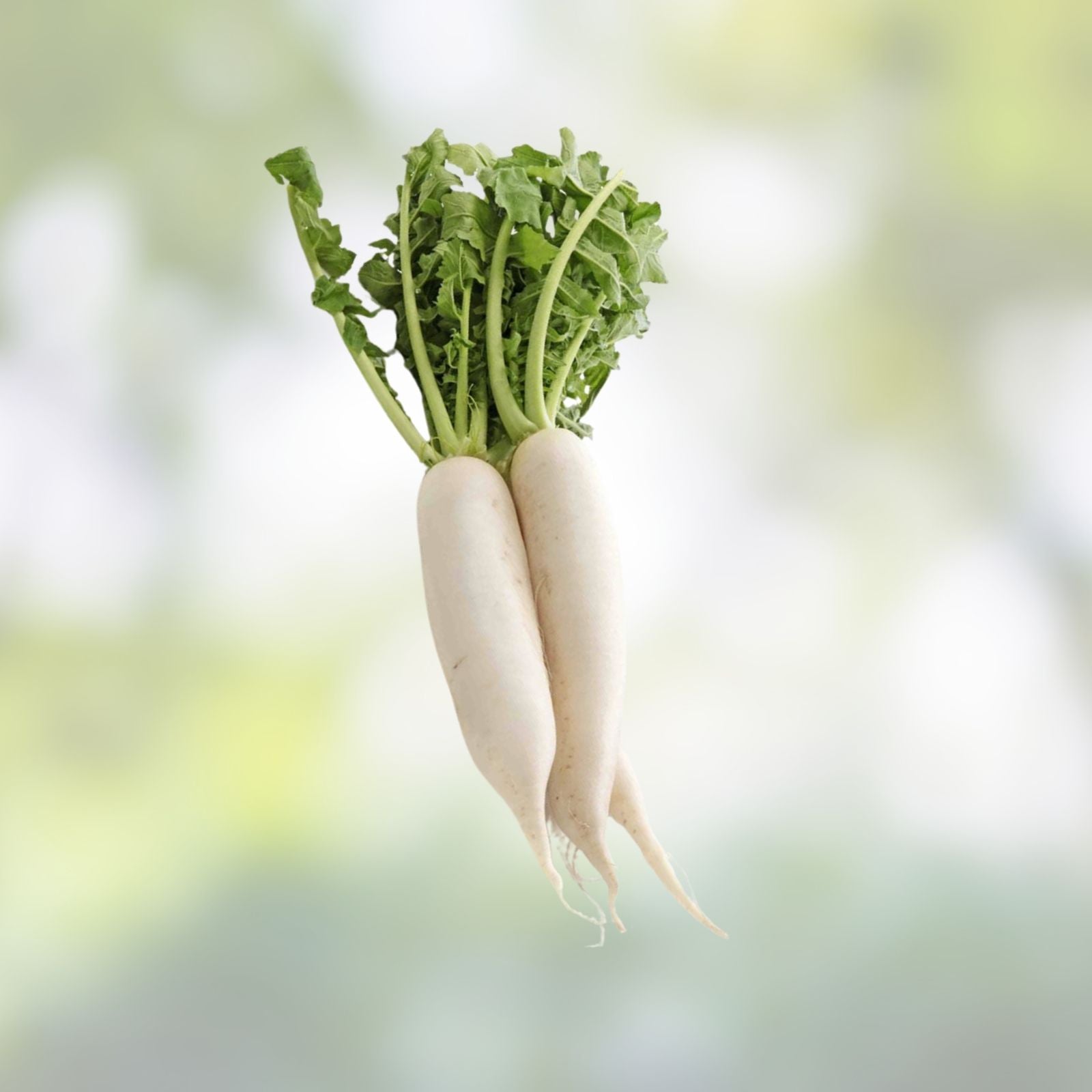 Japanese Daikon Radish Seeds – 100 Heirloom Non-GMO Seeds for Planting – Raphanus sativus