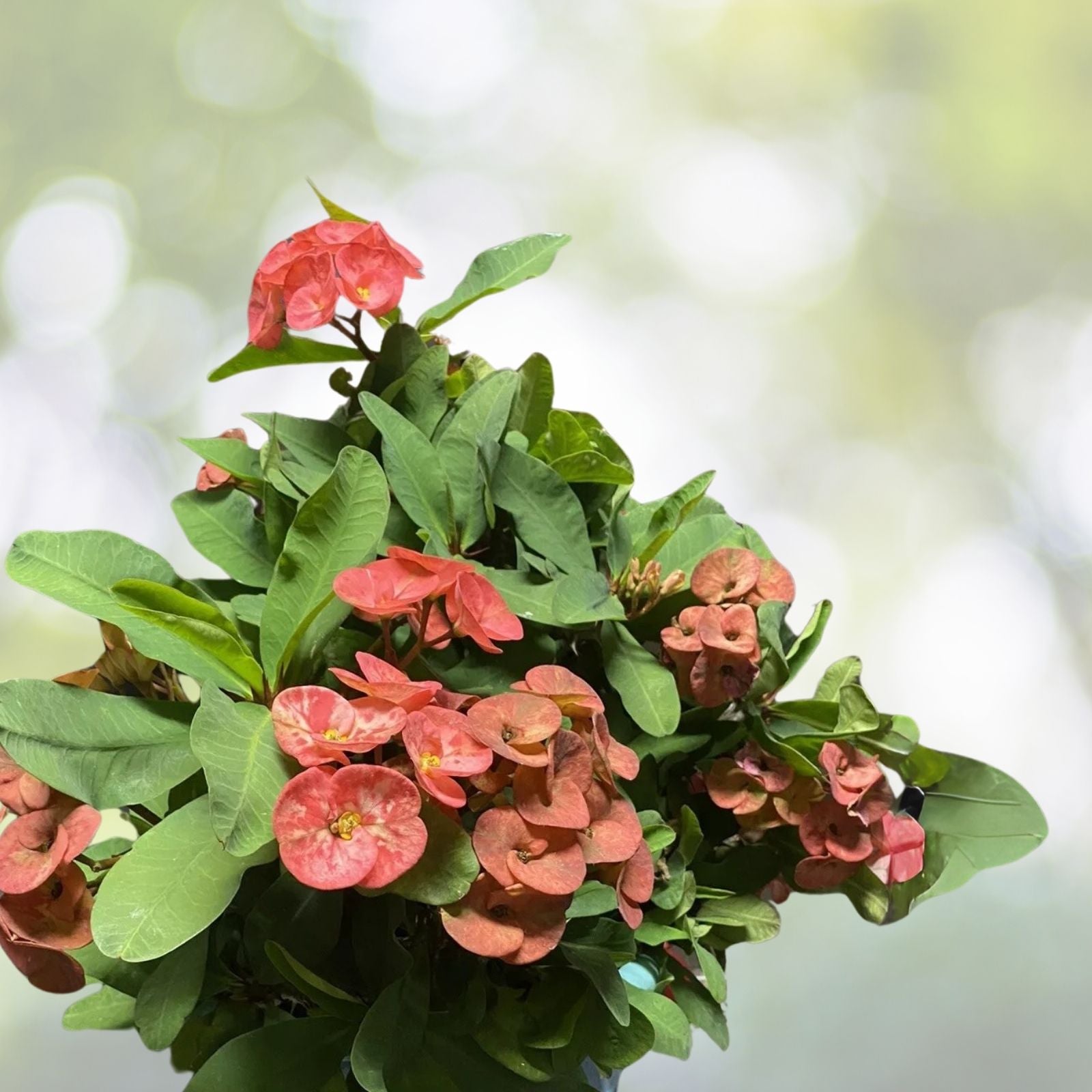 Coral Pink Crown of Thorns Cutting - Large Bloom - Euphorbia milii - 1 Count