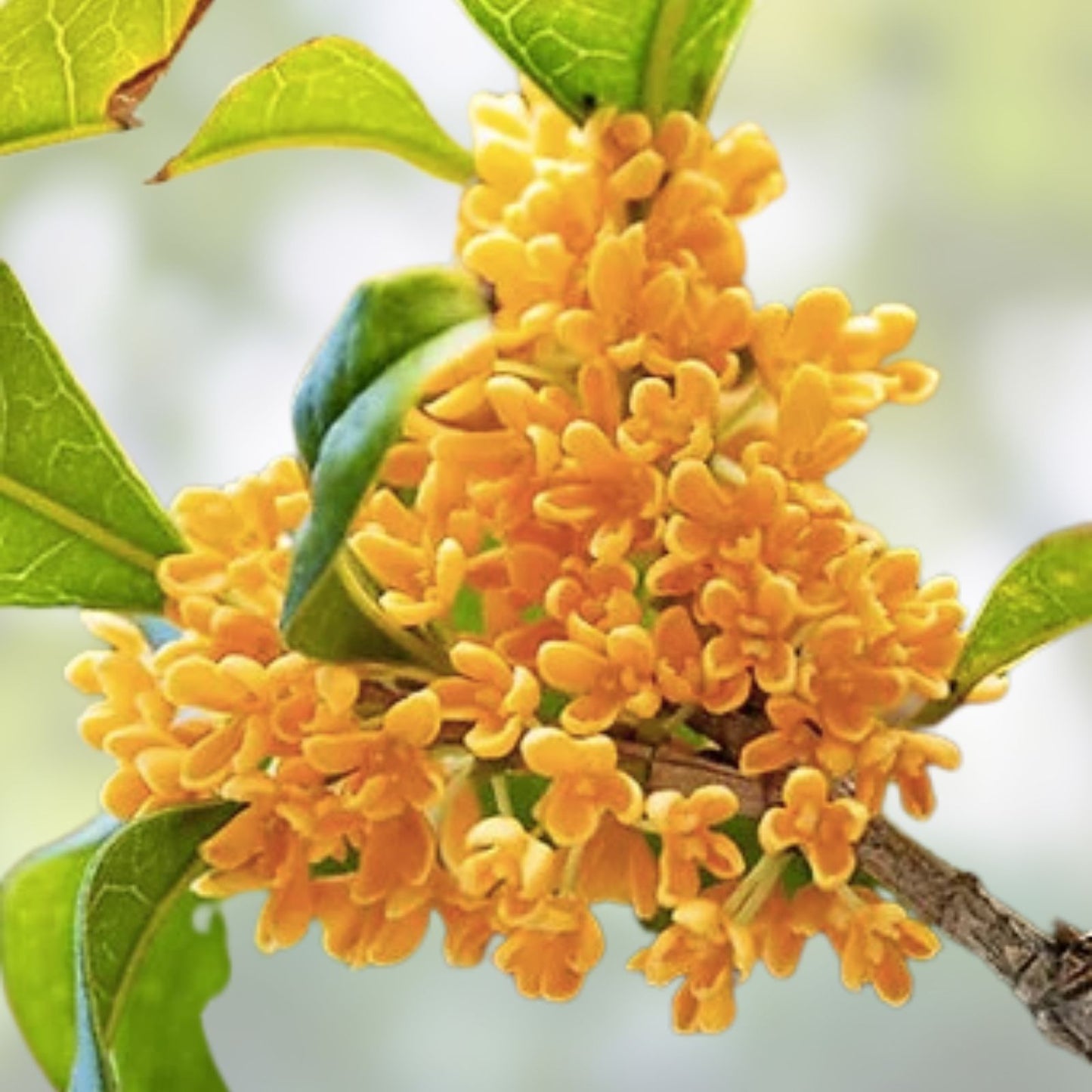 Apricot Echo Sweet Olive Plant - Fragrant Tea Variety - Osmanthus fragrans - Rooted Starter Plant