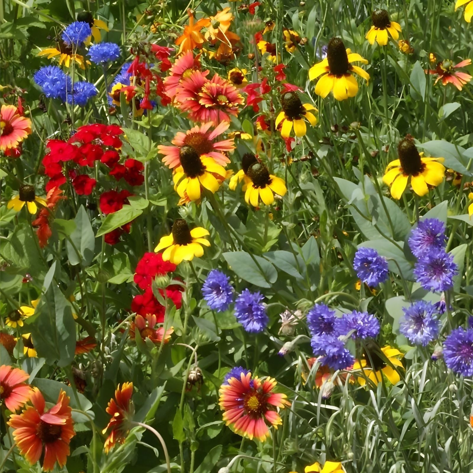 Wildflower Seed Mix 200 Variety Organic USA Seeds – Shade Tolerant Native Plants for Garden, Lawn, and Wildflower Landscaping