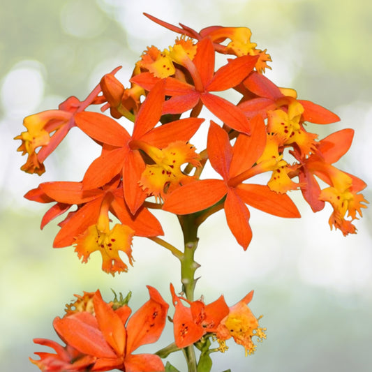 Epidendrum Orchid Plant - Fire Star Variety - Vibrant Orange Red Yellow Flowers - Easy Care Houseplant - Epidendrum Radicans