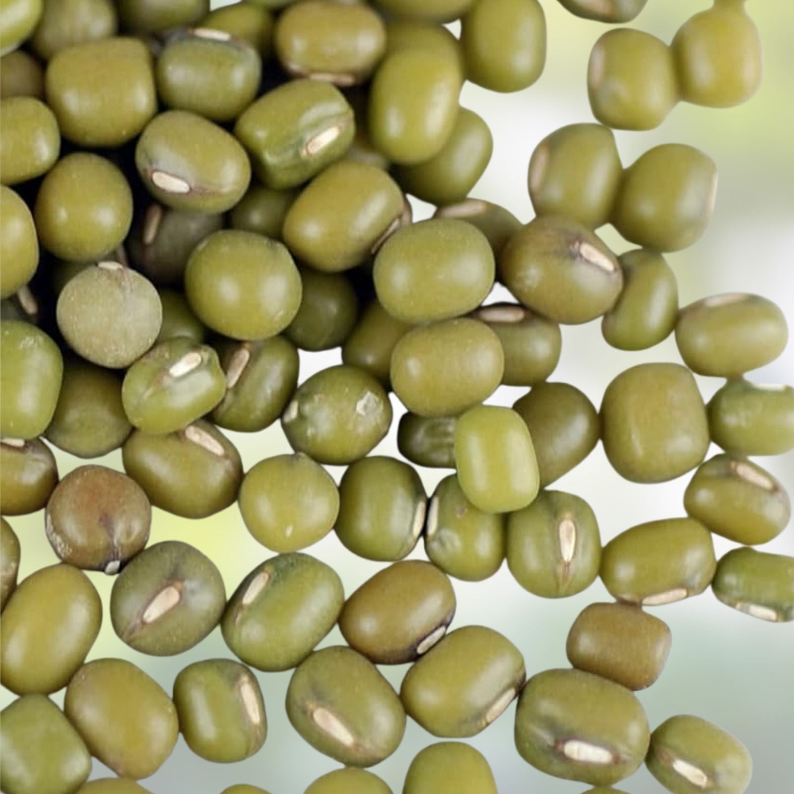 Organic Mung Bean Seeds for Planting, Sprouting Seeds, Vigna radiata, Healthy Moong Beans, Non-GMO, Garden & Sprout Supplies