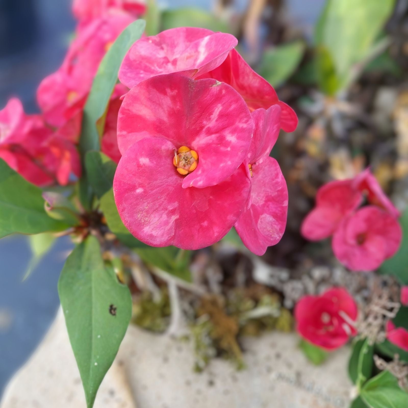 Rooted Cutting - Thai Hybrid Crown of Thorns Pink Mix - Euphorbia milii - Succulent Plant, Indoor Garden, Drought Tolerant