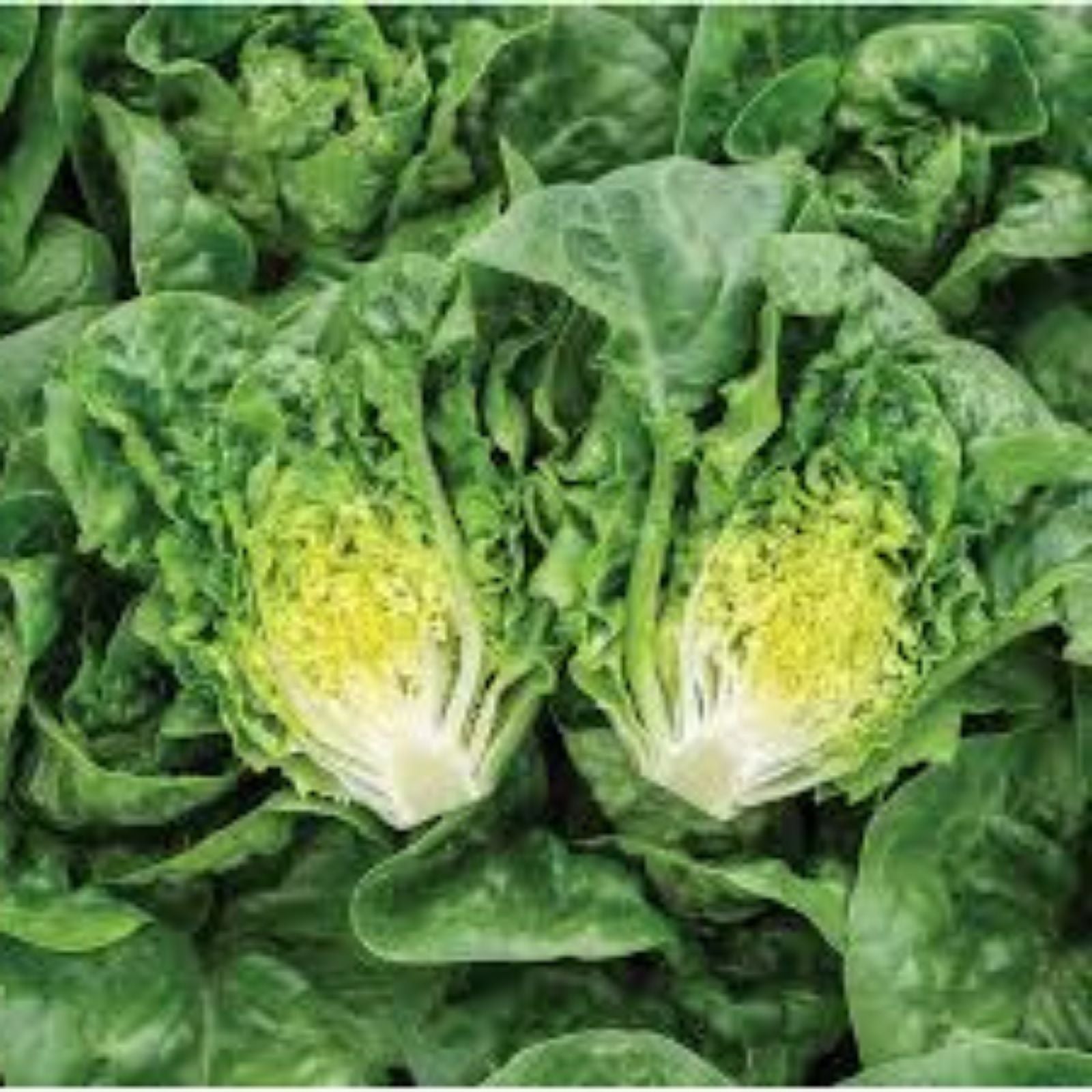 Bibb Leaf Lettuce Seeds – Heirloom Non-GMO Organic Salad Greens – Lactuca sativa Vegetable Seeds – 25+ Garden Seeds