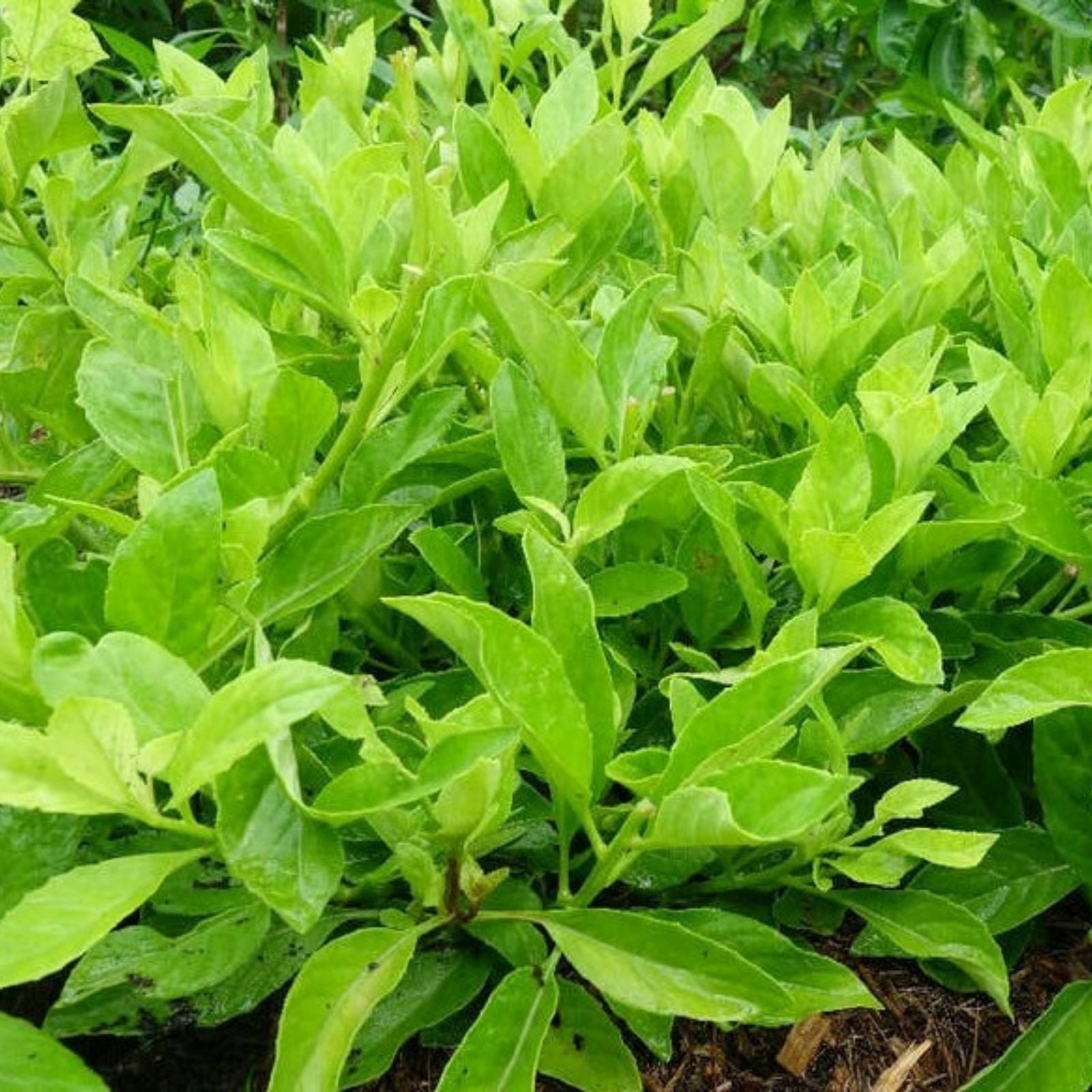 Longevity Spinach Tip Cuttings | Gynura Procumbens | Edible Greens for Gardening & Hydroponics