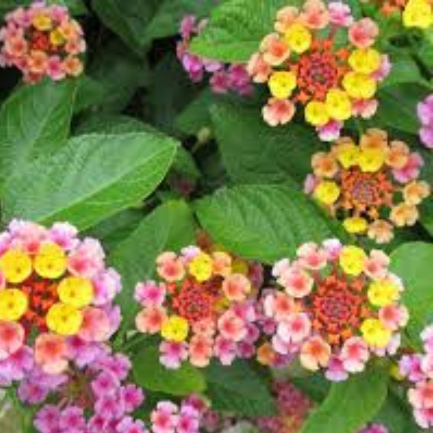 Lantana Groundcover Plug 3 5" Tall Chapel Hill Pink Cold Hardy Flowers Lantana camara