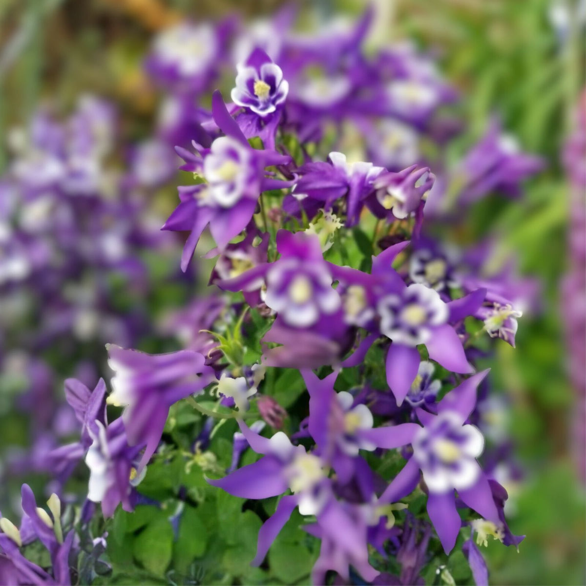 Aquilegia Seeds - Pink & Purple Mix - Hardy Perennial - Easy Grow Flowers - Aquilegia spp.