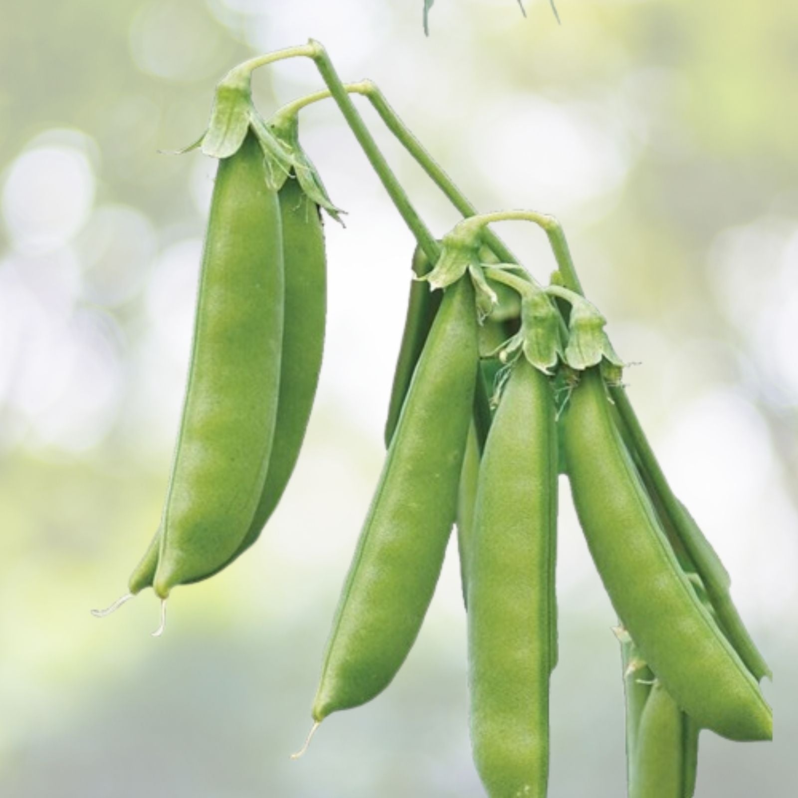 Wild Pea Vine Seeds - Organic Dolichos biflorus - 25 Seeds - Edible Ground Cover Plant
