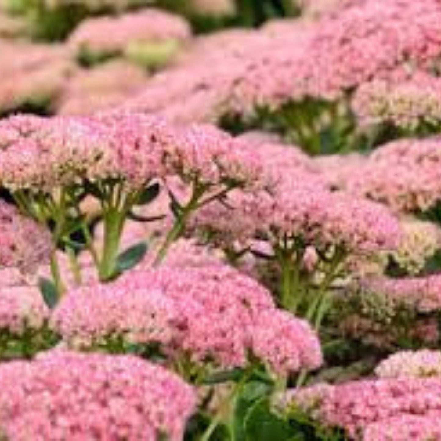 Sedum Autumn Joy Bare Root Plant - Pink Flowers - Attracts Bees - Sedum telephium 'Autumn Joy'