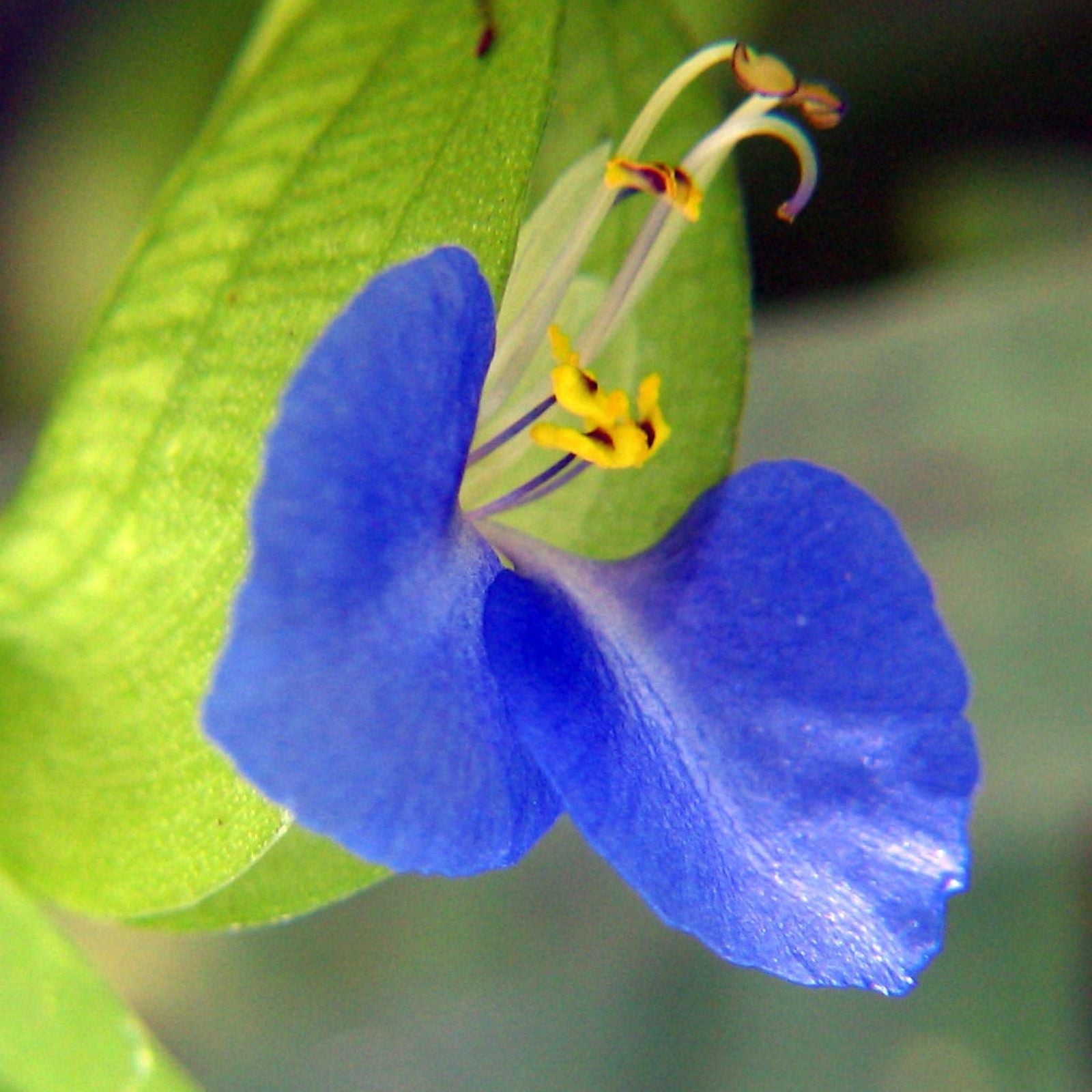 Spiderwort Day Lily Plants - Fresh Cuttings, Wandering Jew Blue, Easy Care Tradescantia zebrina, Indoor Outdoor Plant