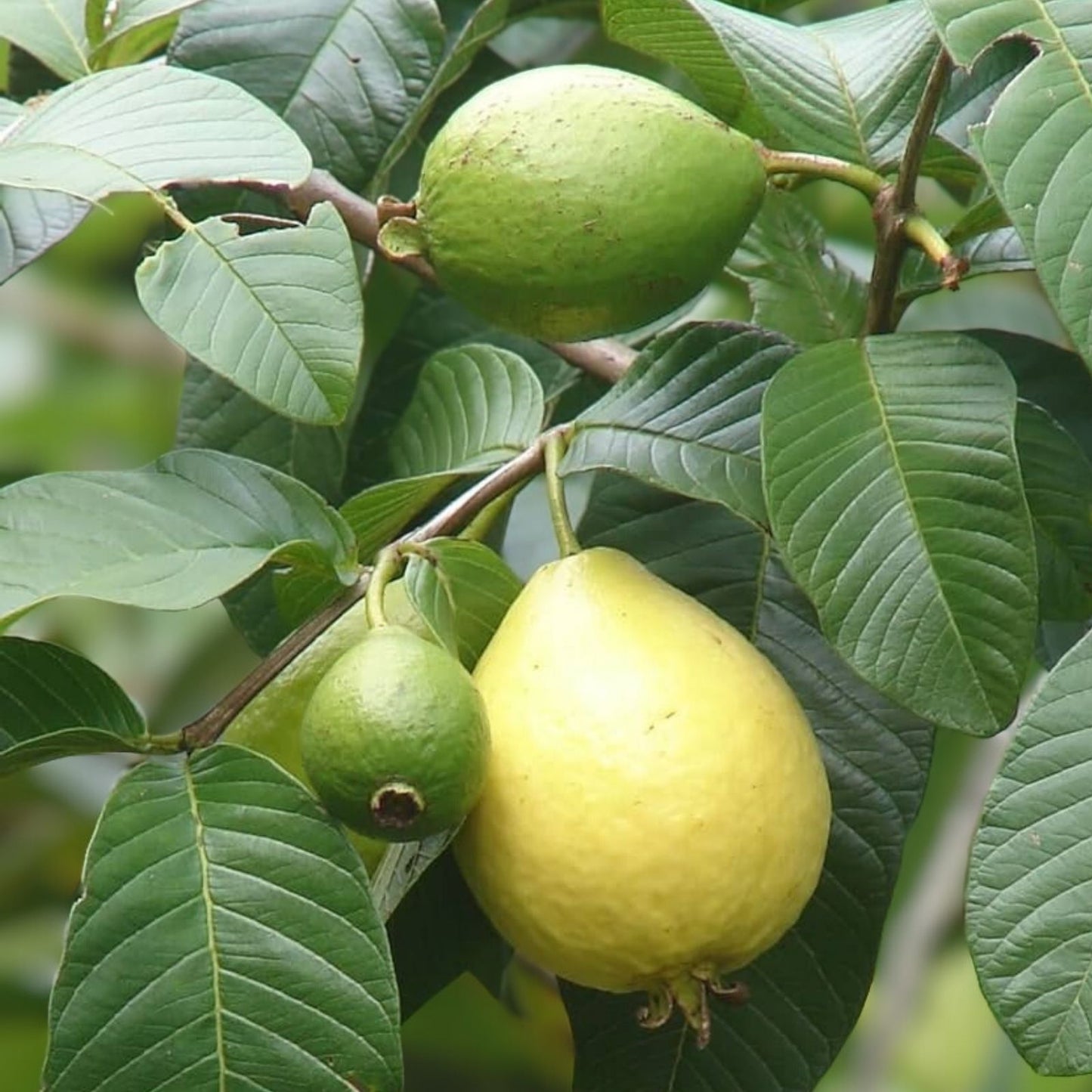 Guava Fruit Bonsai Tree Seeds - 50 Seeds - Tropical Exotic Variety - Psidium guajava - Indoor Garden Plant