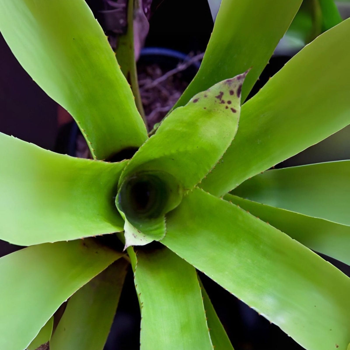 Aechmea Smithiorium Plant in 9" Pot - Chartreuse Green Foliage, Spiky Bloom - Perfect for Collectors - Aechmea Smithiorium