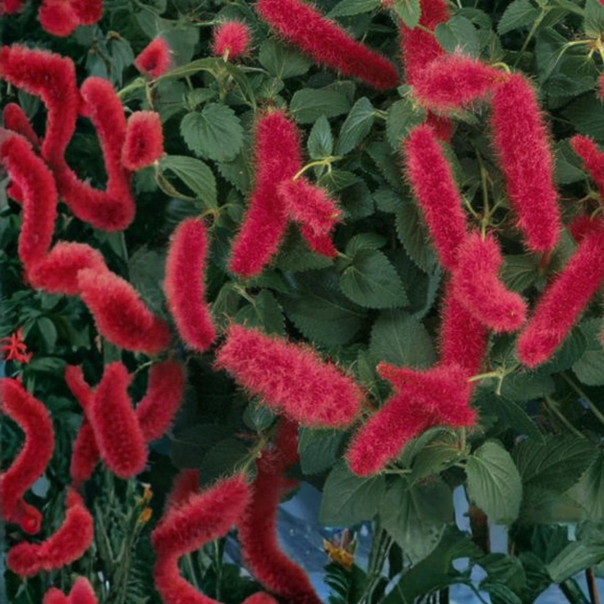 Dwarf Chenille Plant 4” Pot - Acalypha pendula 'Strawberry Firetails' - Easy Care Indoor Houseplant with Trailing Red Blooms