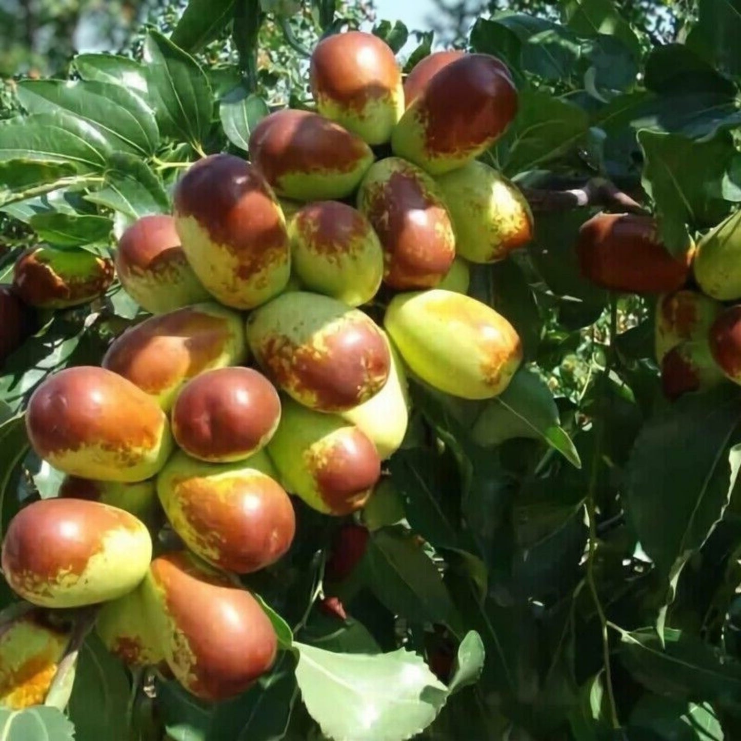 Jujube Tree Cuttings 8" Thin Redlands #4 Grafting Scion Wood Ziziphus jujuba