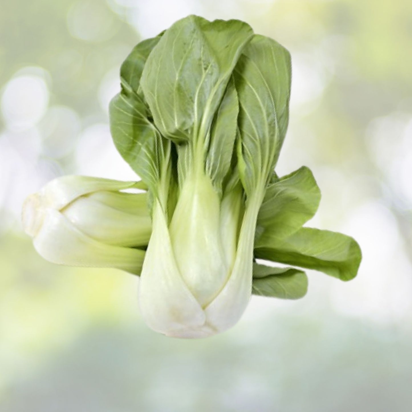 Canton Pak Choi Seeds - 200+ Seeds - Chinese Cabbage Bok Choy - Brassica rapa subsp. chinensis - Napa Cabbage USA