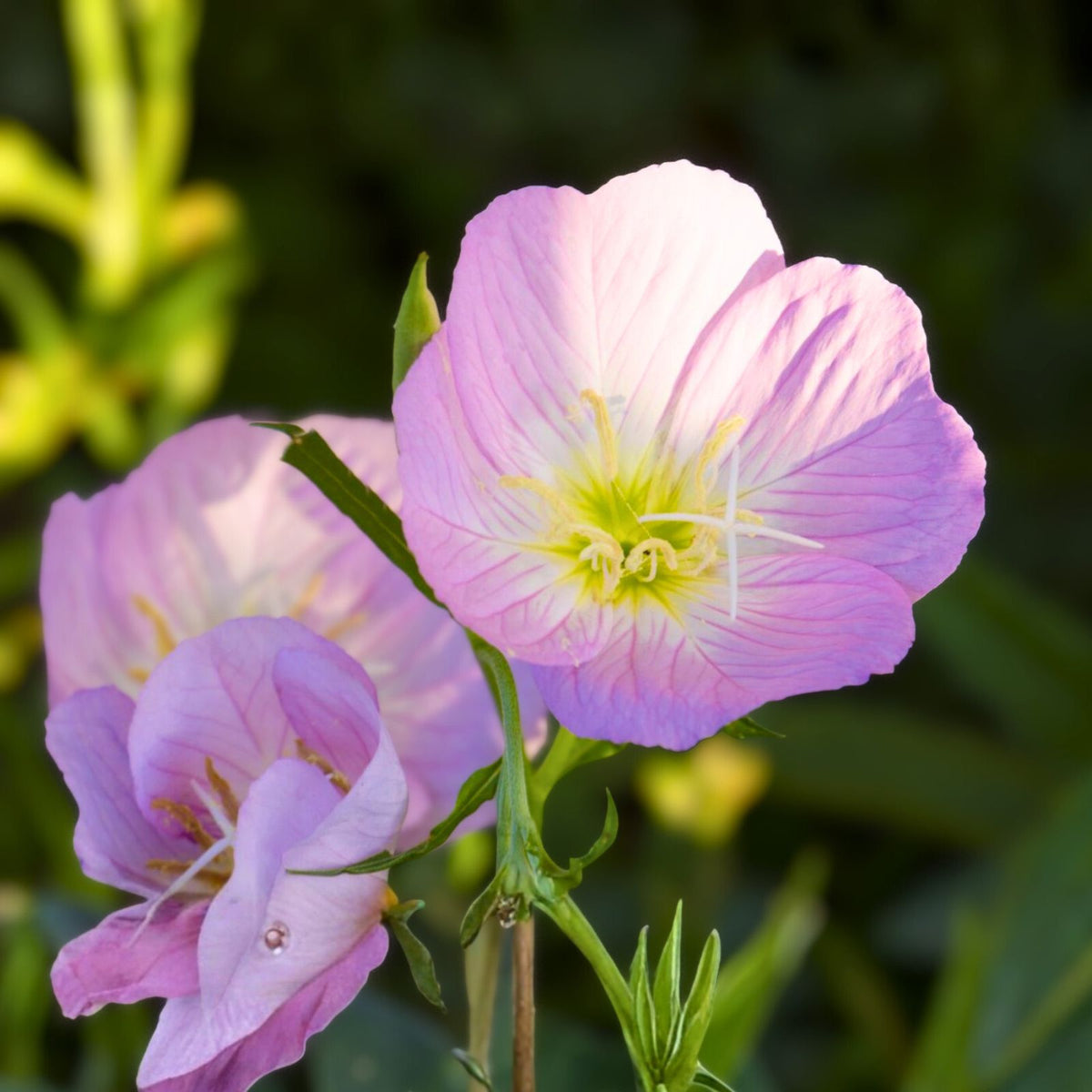 Pink Evening Primrose Bare Root Plant - 25+ Live Transplants - Organic Oenothera biennis - Fast Growing Perennial, Pesticide-Free