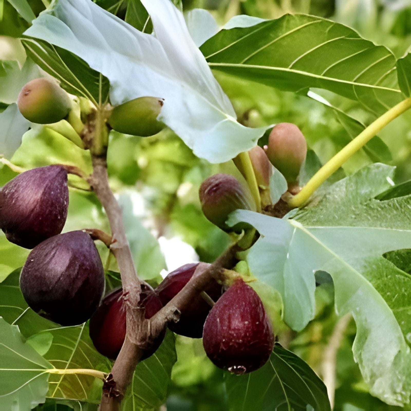 Black Madeira Fig Cutting - 1 Plant - Ficus carica - Unrooted Fruit Tree for Garden and Patio