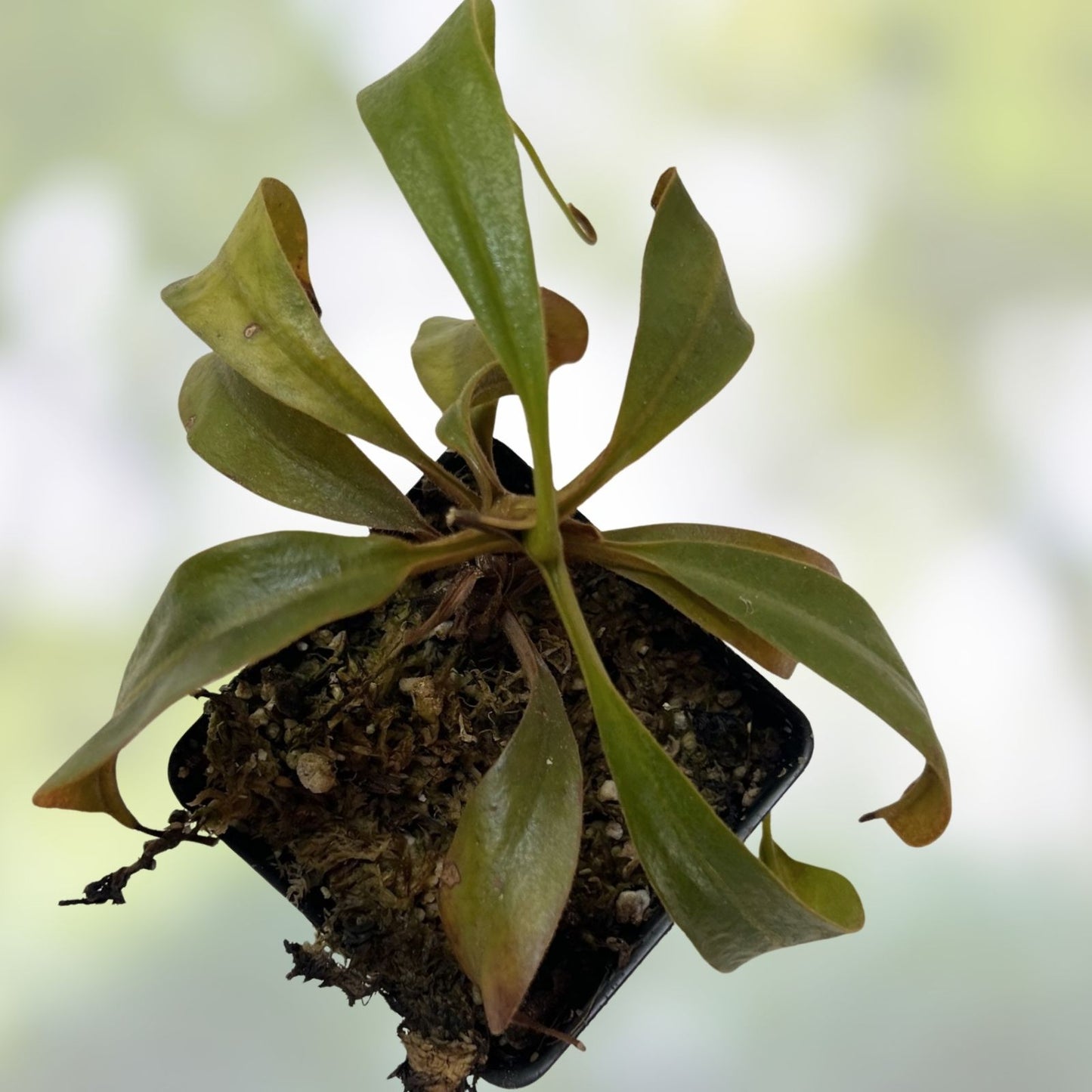 Nepenthes Epiphytica x Mollis AW SG Carnivorous Plant Exotic Pitcher for Terrarium Indoor Garden