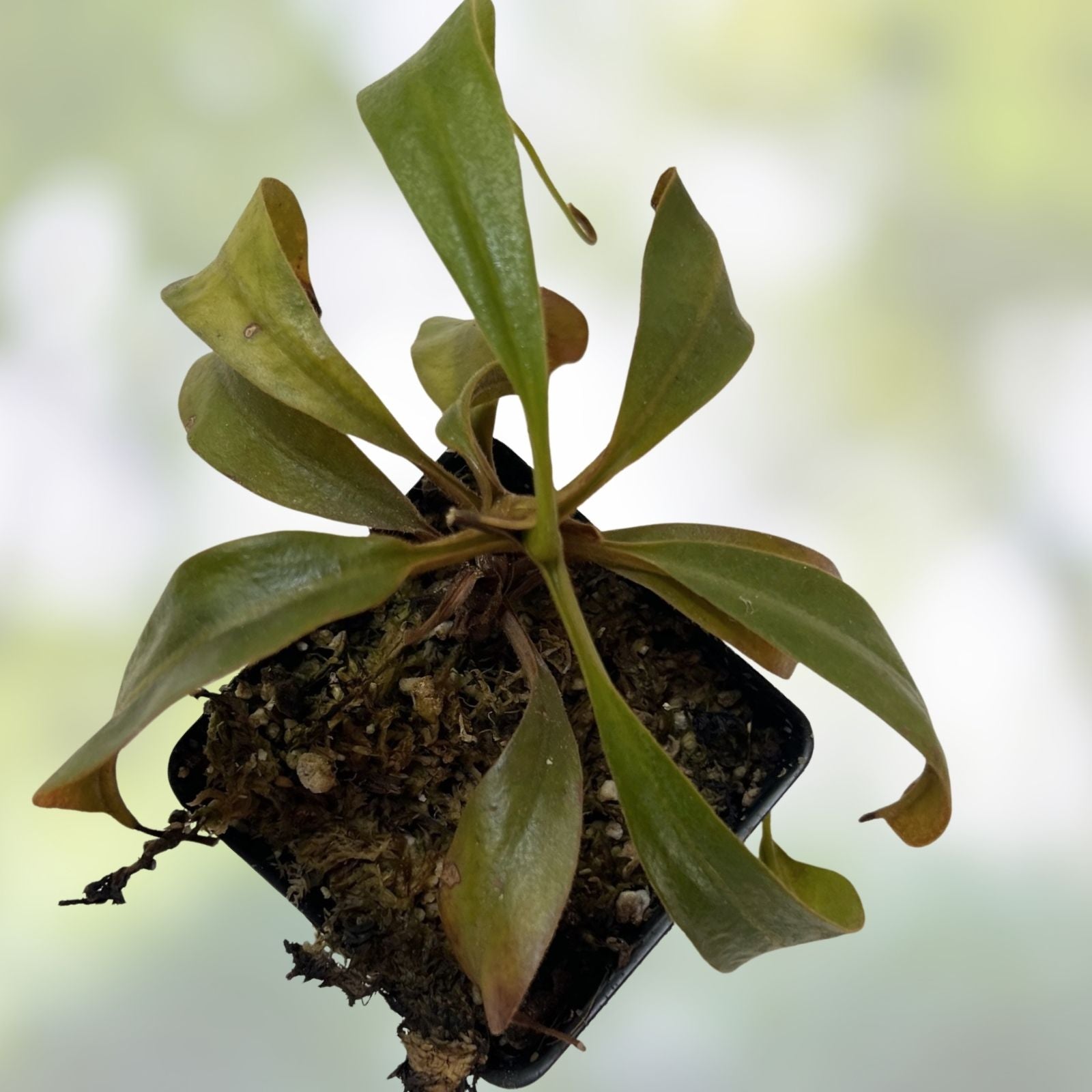 Nepenthes Epiphytica x Mollis AW SG Carnivorous Plant Exotic Pitcher for Terrarium Indoor Garden