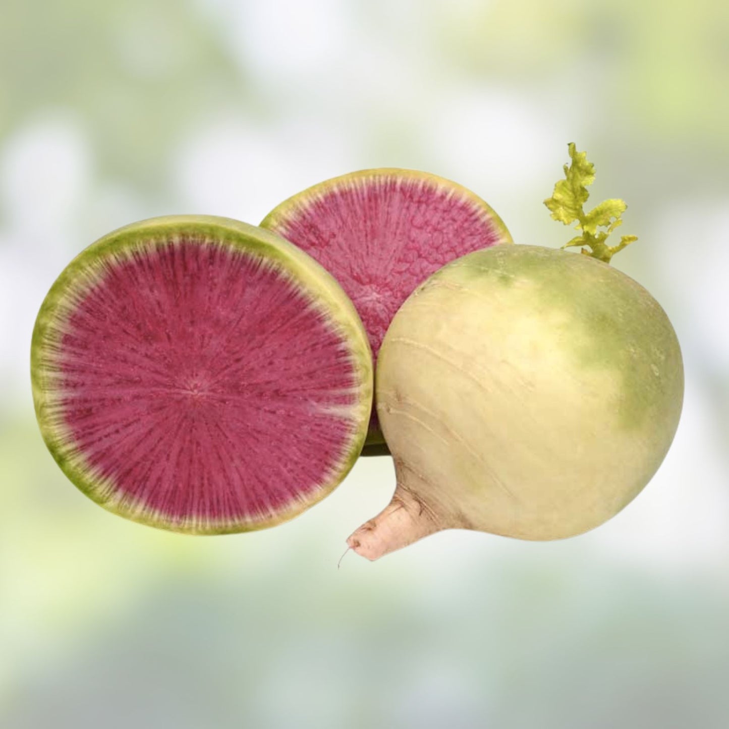 Watermelon Radish Seeds 250+ | Exotic Vegetable for Planting | Raphanus sativus var. radicola