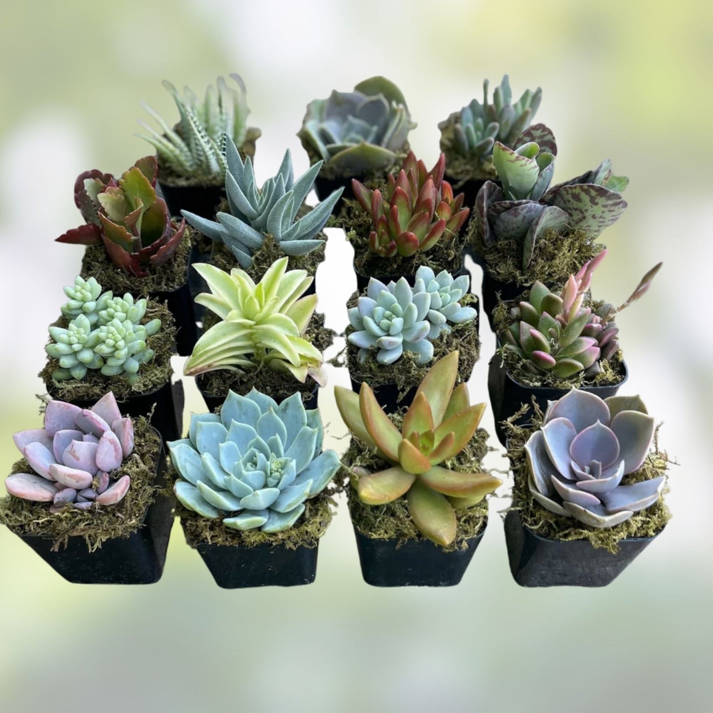 Assorted Succulent Cuttings 2" Live Plants Gift for Mother's Day - Cactus Varieties - Green Succulents Collection