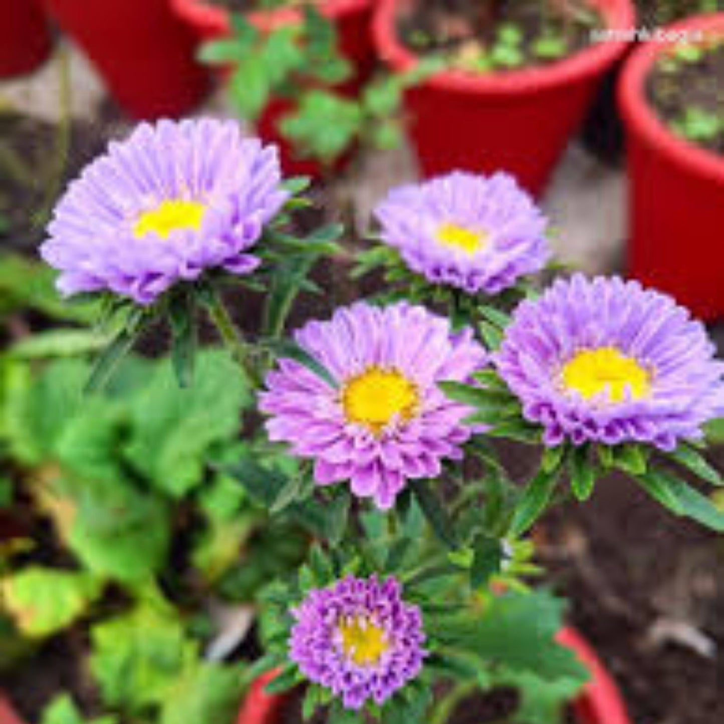 Aster Flower Seeds 100 Pack – Beautiful Annual for Cutting Gardens – Aster spp.