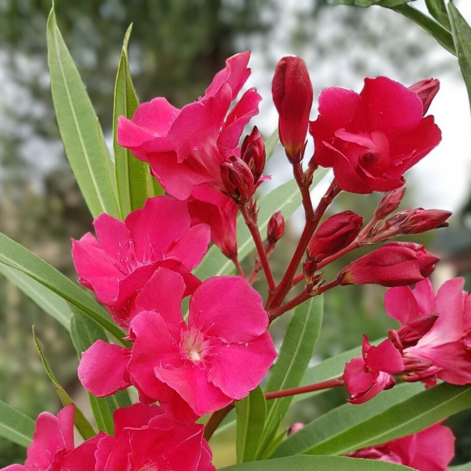 Oleander Live Cuttings 6” Red Flower Bush Shrub Nerium oleander Garden Plant