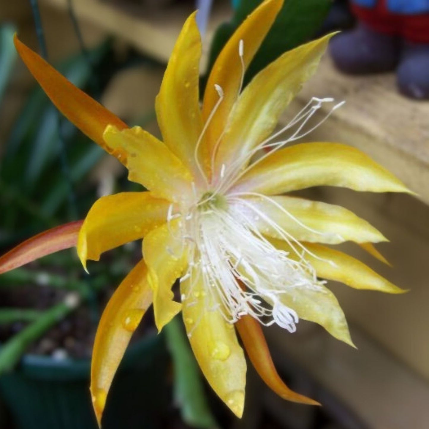 Epiphyllum 'Golden Jubilee' Rooted Cutting - Rare Orchid Cactus - 1957 Heirloom Plant - Unique Succulent Plant Gift