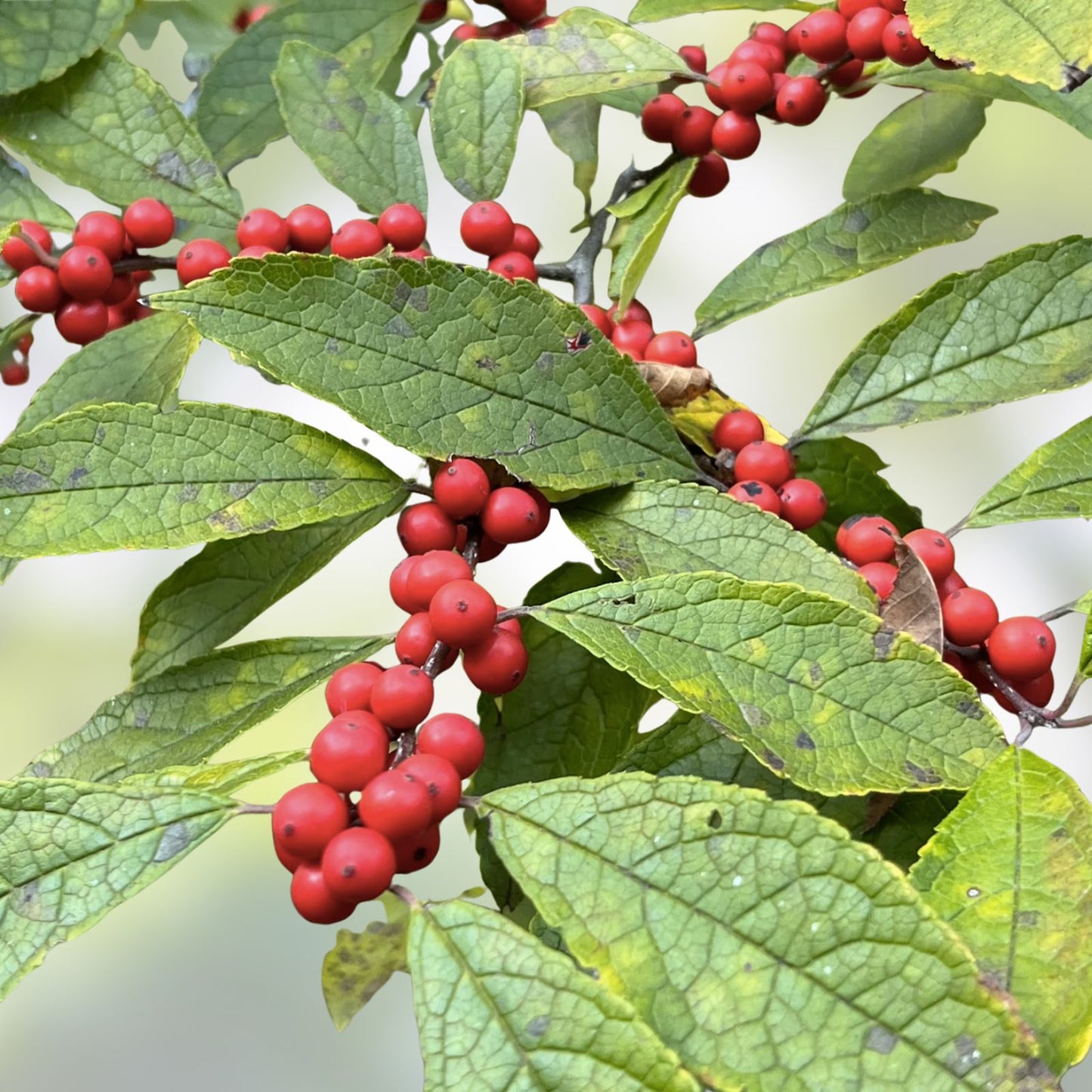 Winterberry Seeds 250mg (40 Seeds) Open Pollinated Ilex verticillata for Planting - Berry-Producing Shrubs, Ornamental, Deciduous