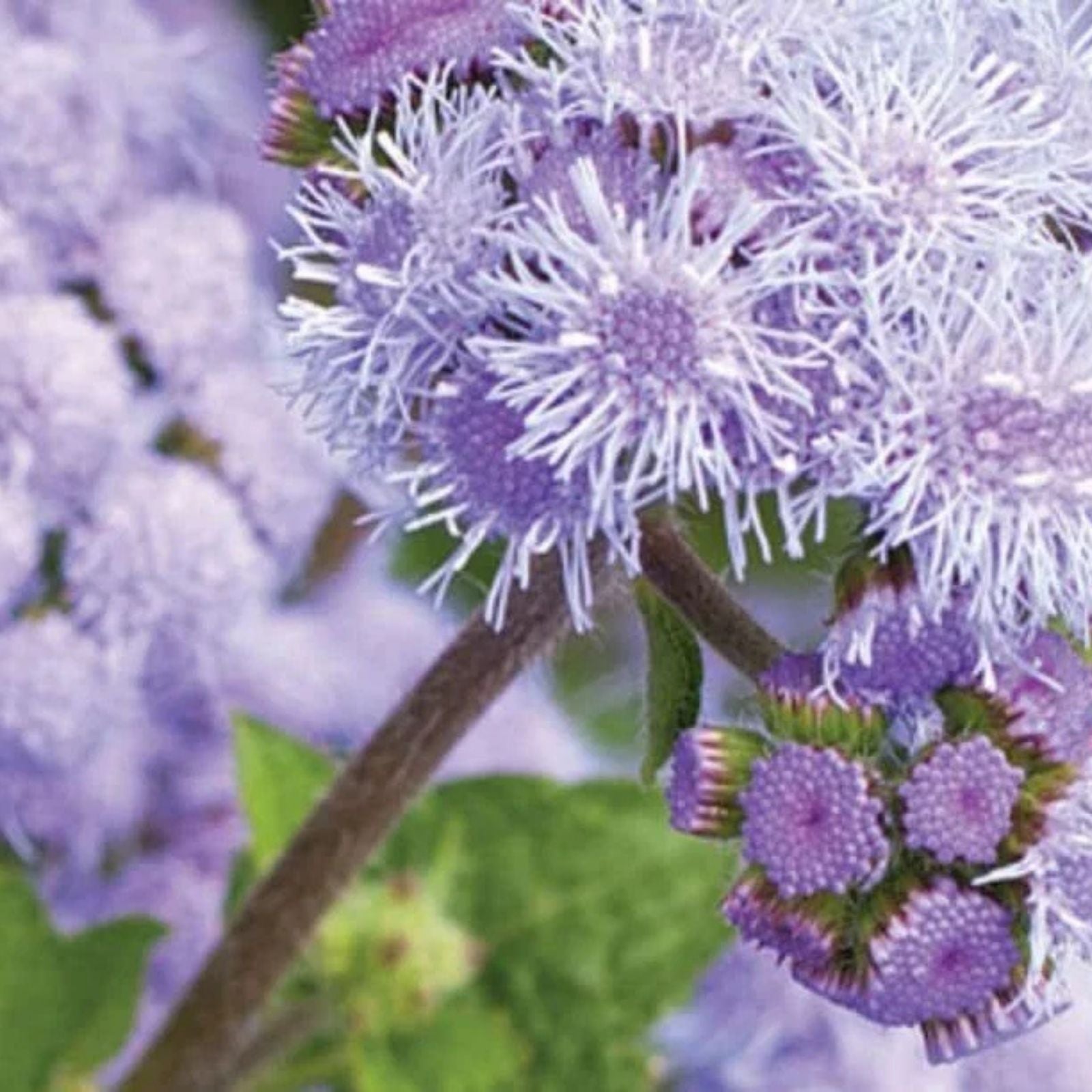 Ageratum Flower Seeds Blue Planet Variety 1,000 Seeds for Planting Ageratum houstonianum